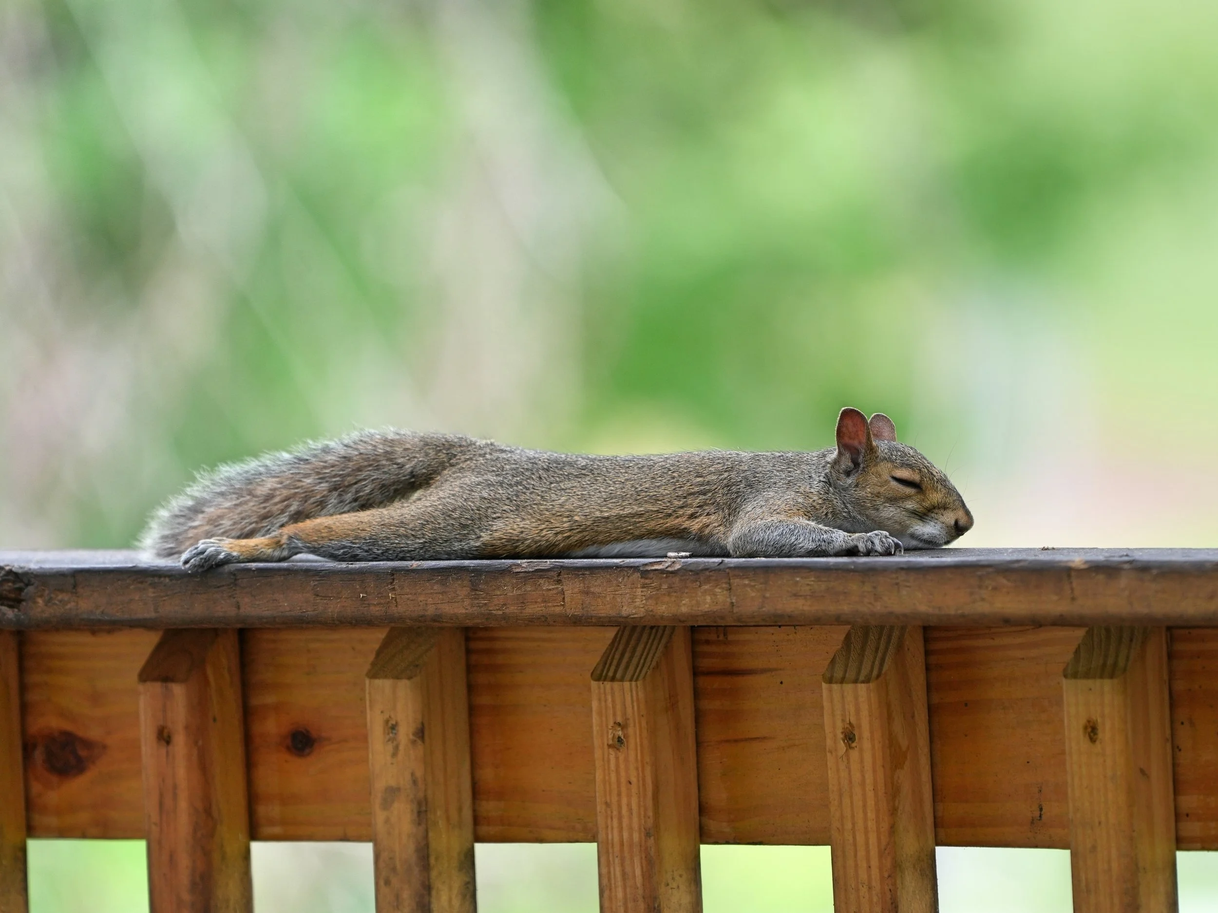 2026-6-9 - Gray squirrel napping on deck railing 1.jpg