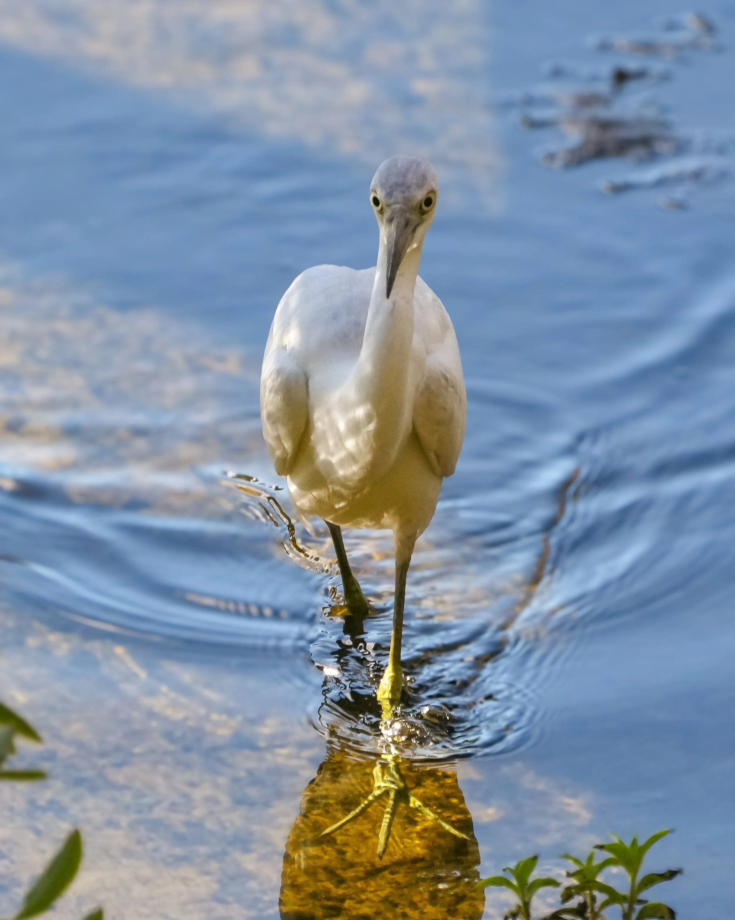2026-1-10 - Little Blue Heron on my flooded dock 1.jpg
