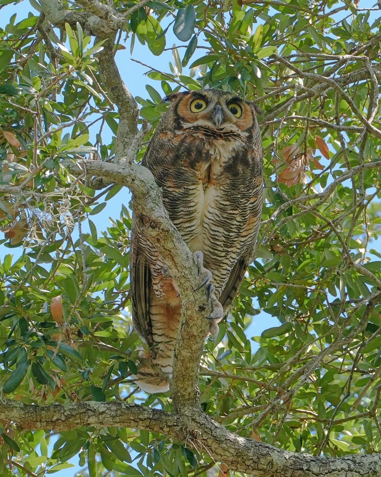 2026-5-18 - Great Horned Owl 0 - small.jpg