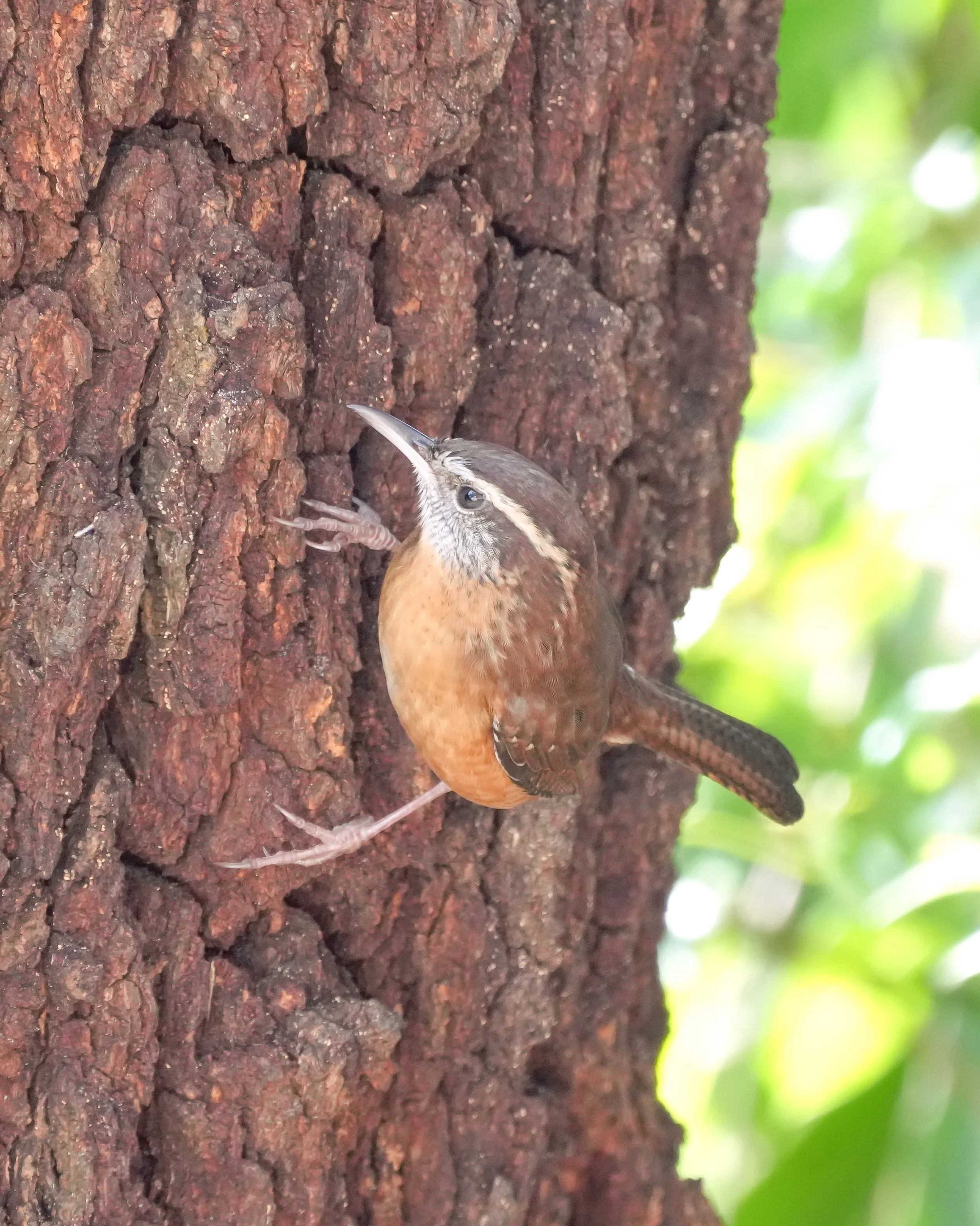 2026-1-11 - Eustis FL - Carolina Wren (2).jpg
