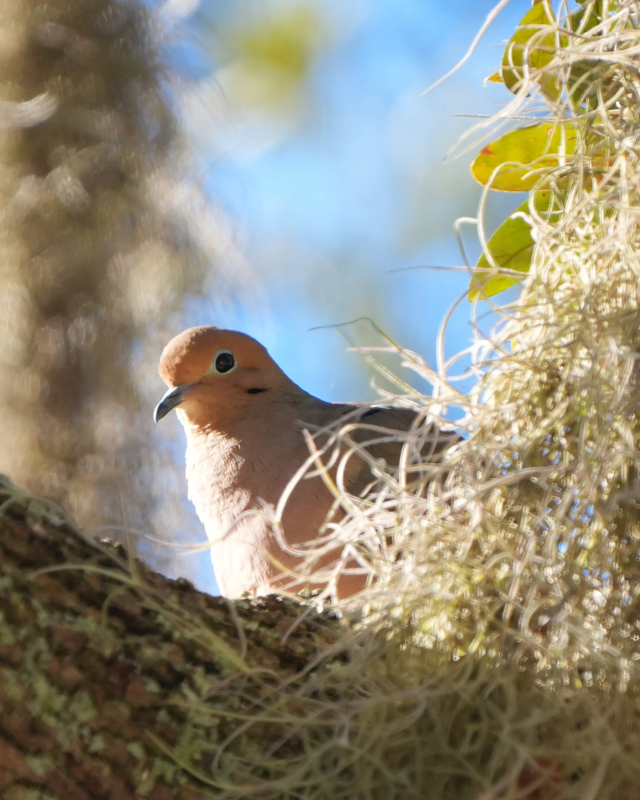 2026-1-16 - Mourning Dove 1.jpg