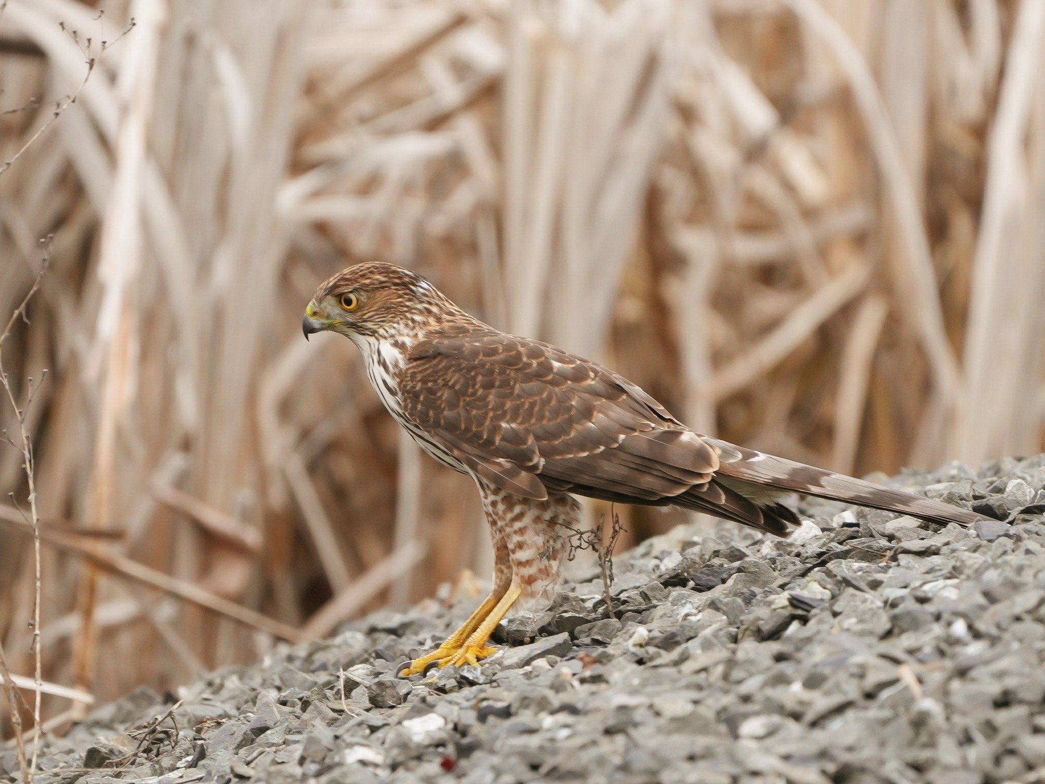 2026-3-19 - Coopers Hawk.jpg