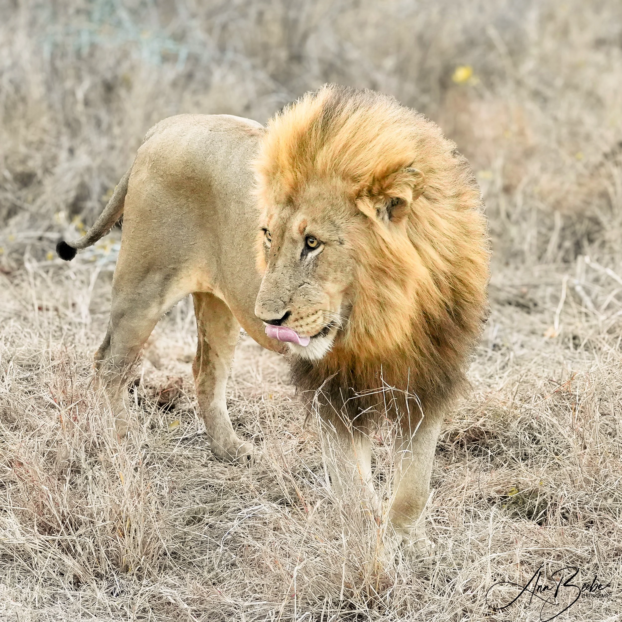 Lion Kambula male 3 - Arathusa - signed.jpg