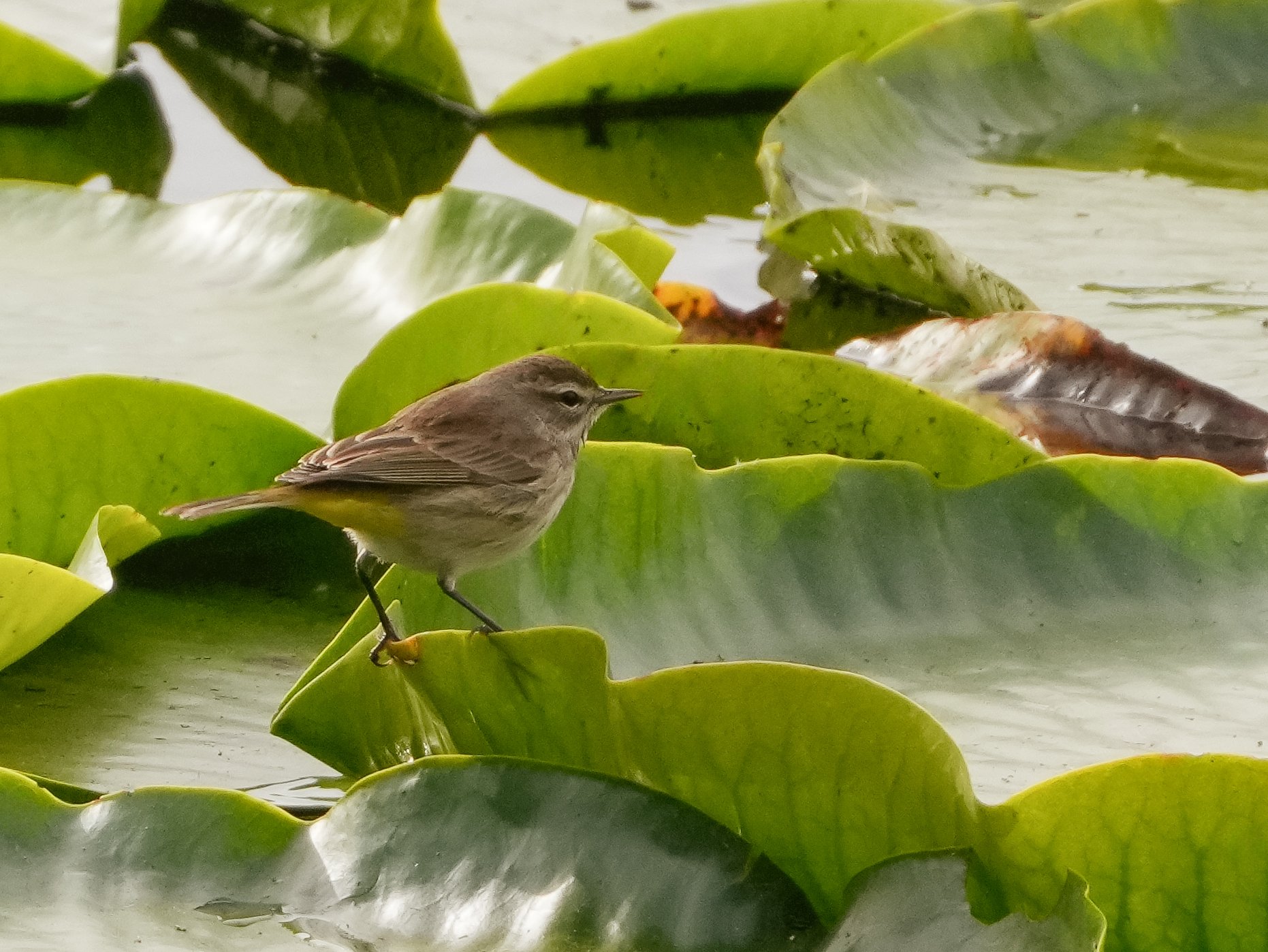 2026-1-2 - Eustis FL - Palm Warbler in the lily pads 1.jpg