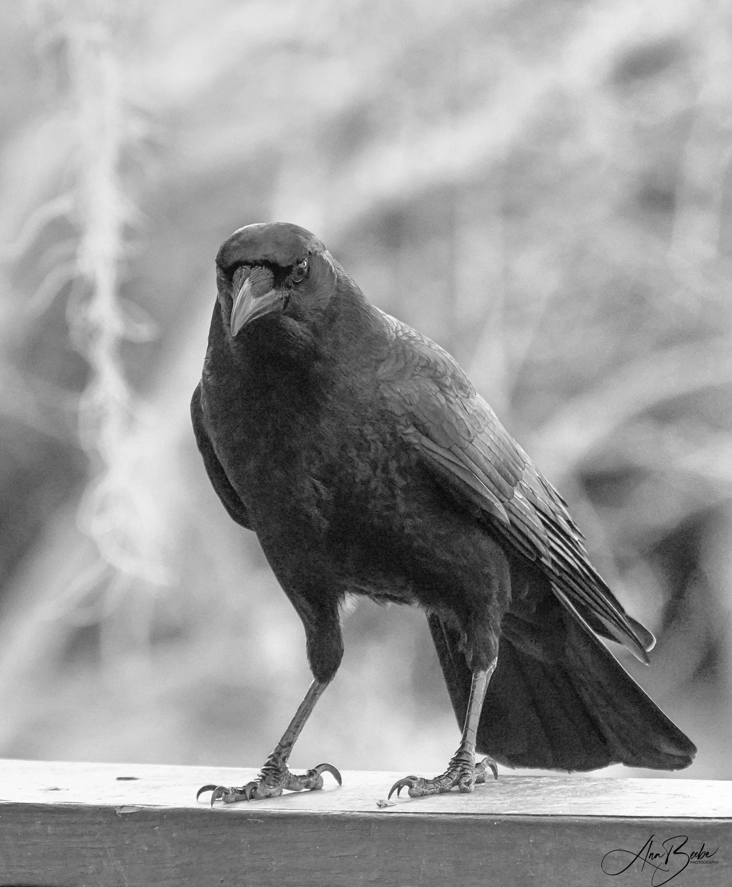 Crow 1 bw - signed.jpg
