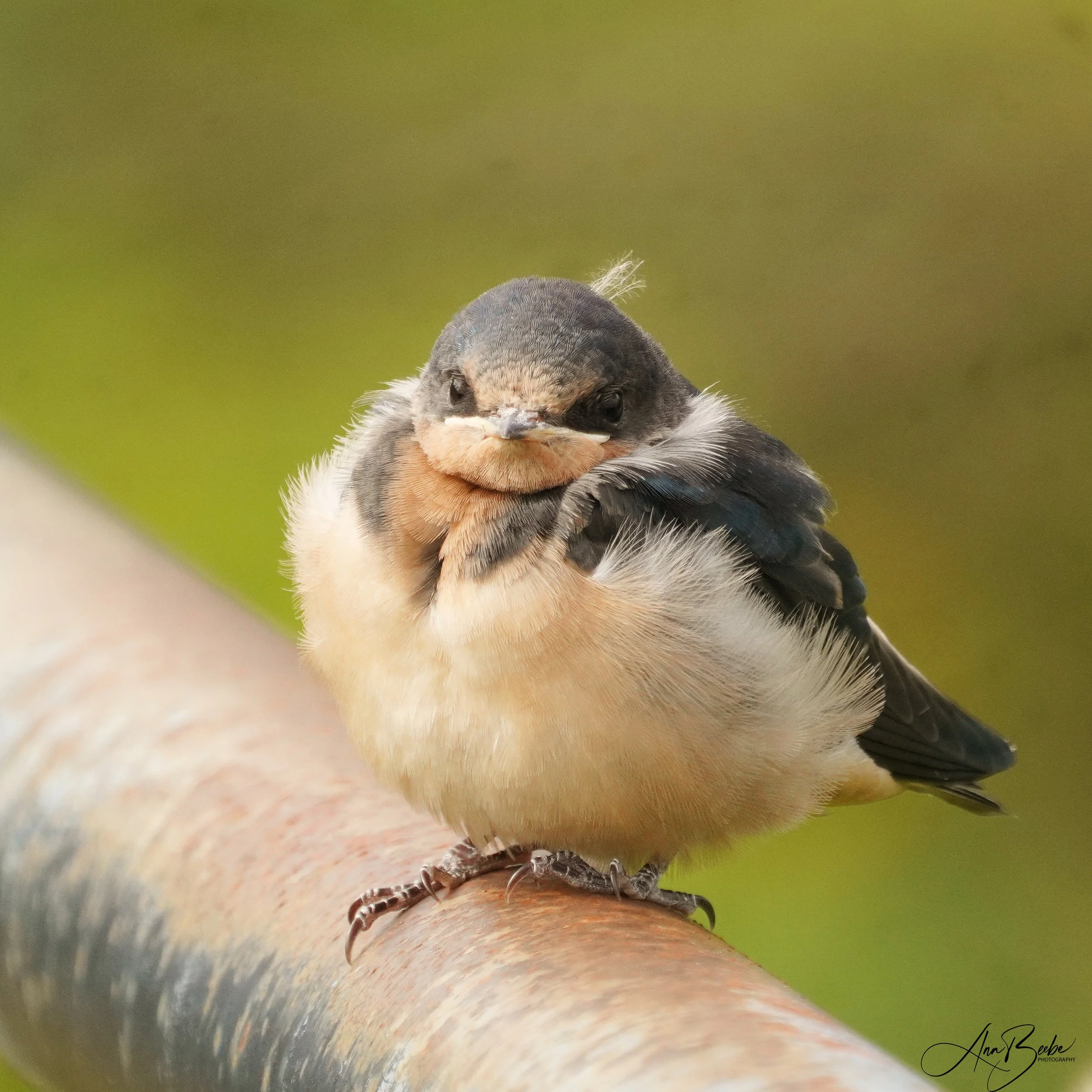 Baby barn swallow 2 - signed.jpg