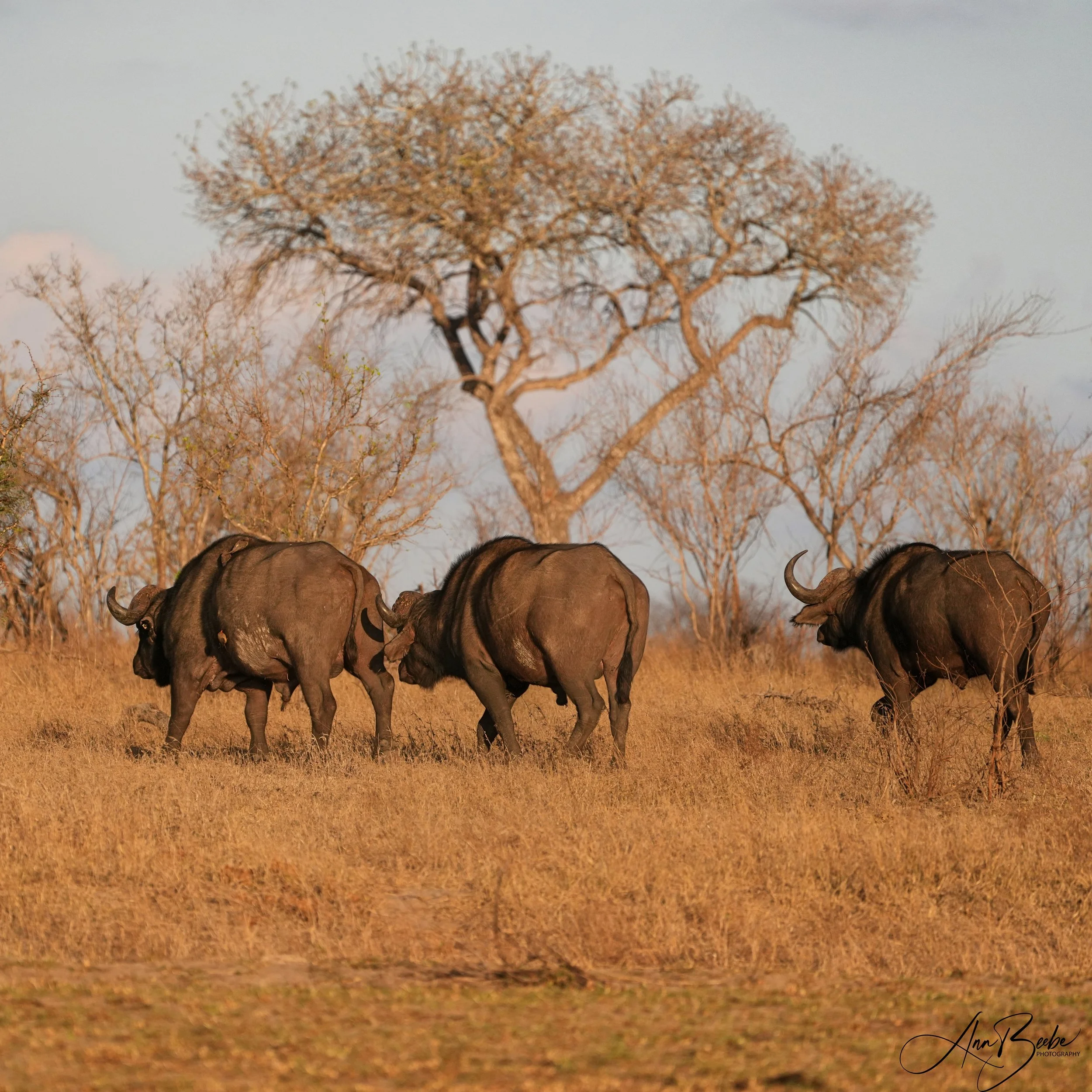 Cape Buffalo - Arathusa - signed.jpg