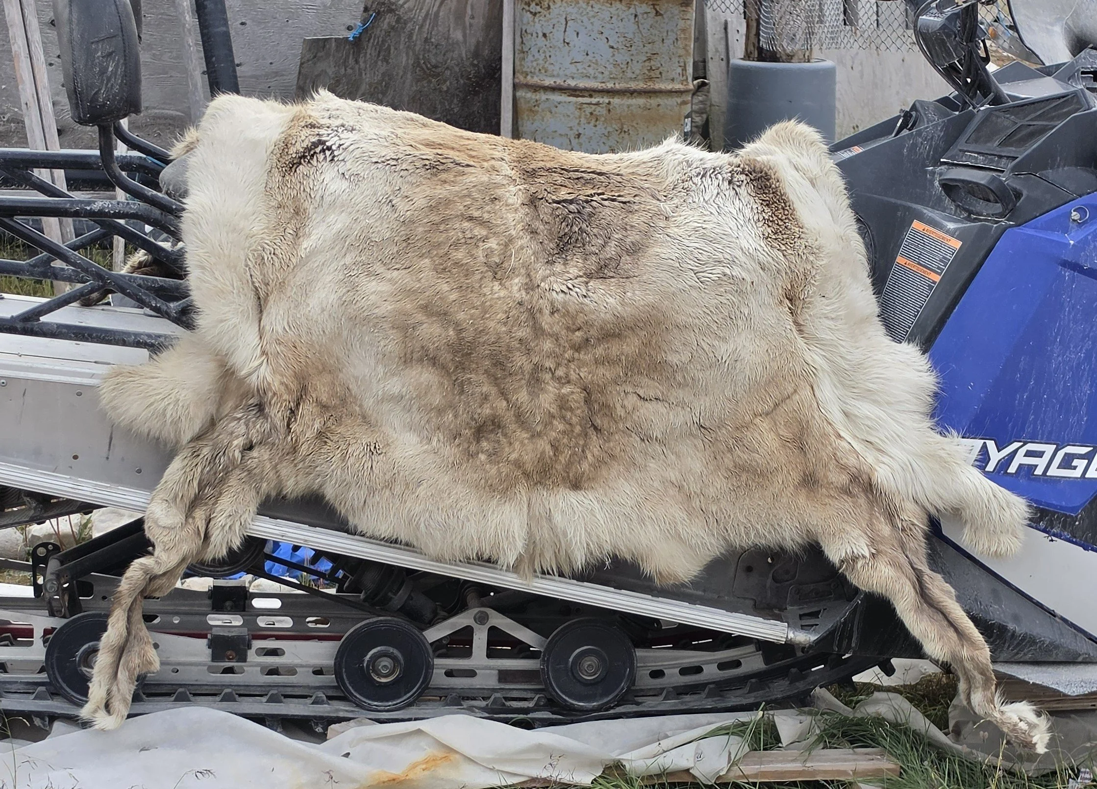 2026-8-22 - Gjoa Haven - Caribou hide 1.jpg