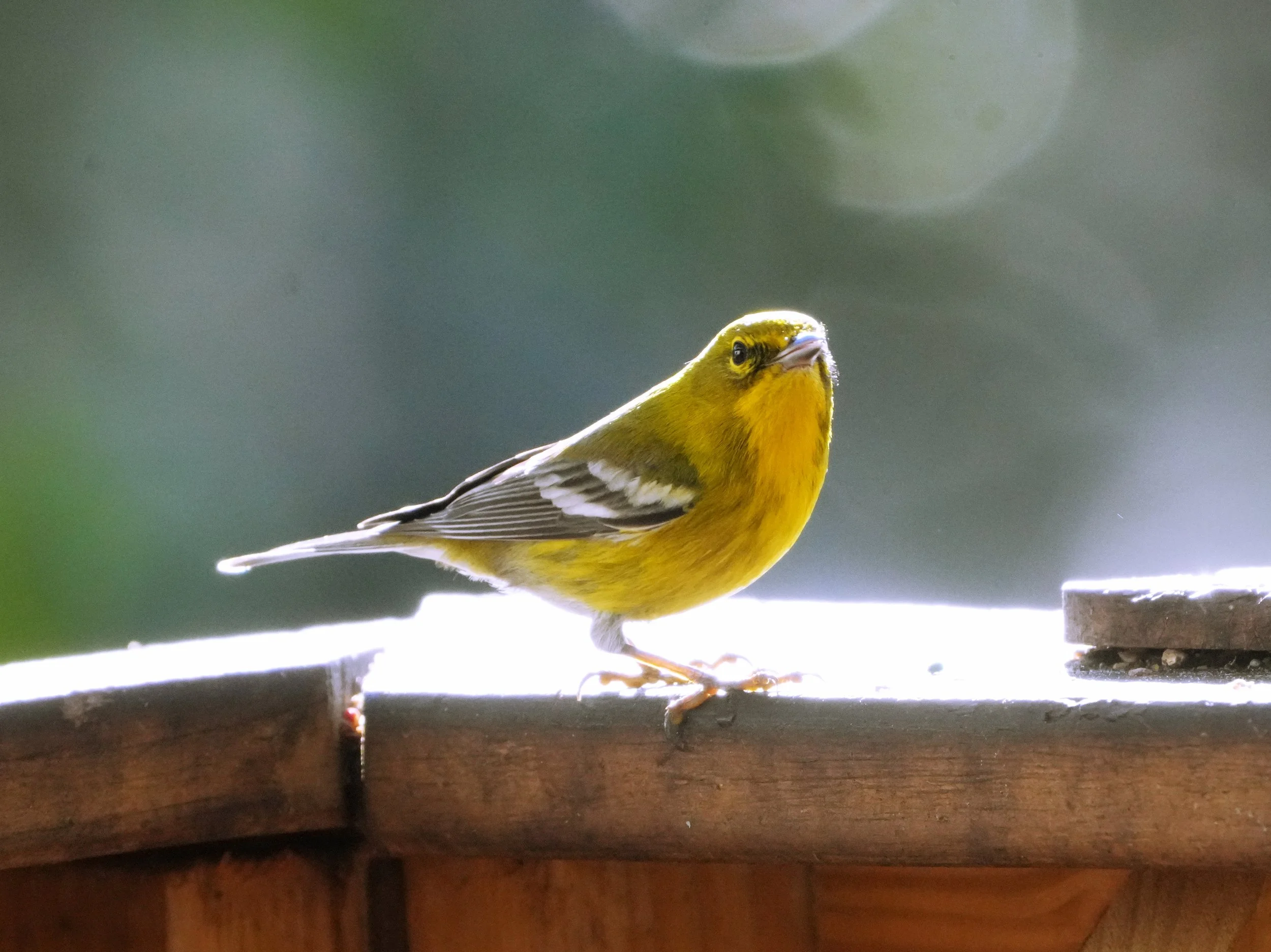 2026-1-3 - Eustis FL - Pine Warbler (2).jpg
