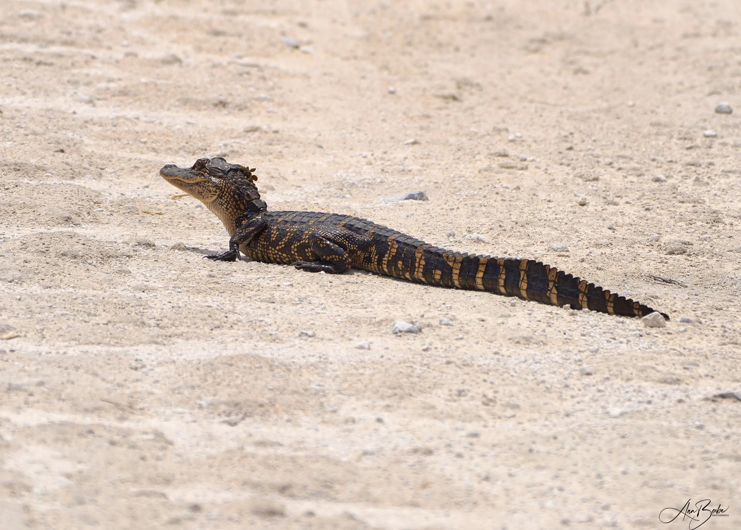 P Baby Gator crossing the road - small - signed.jpg