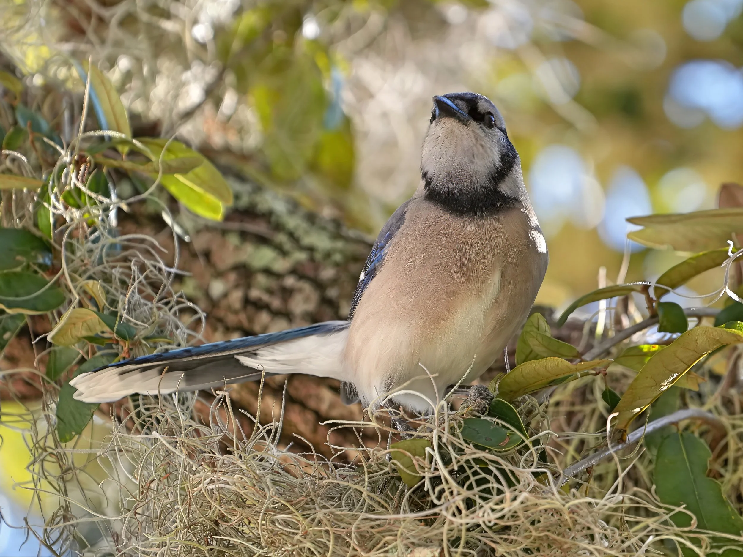2026-1-20 - Eustis FL - Blue Jay 1.jpg