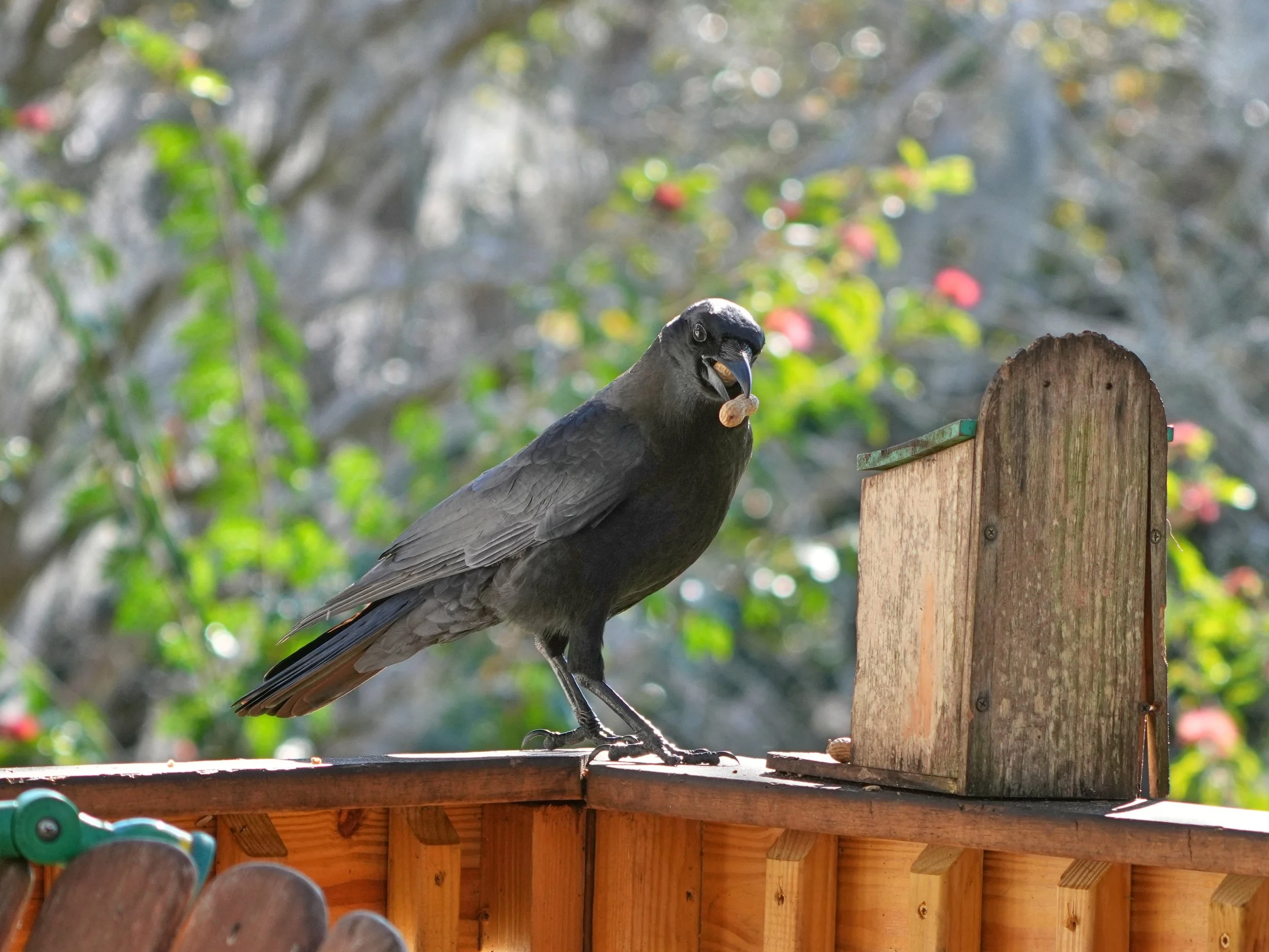 2026-1-3 - Eustis FL - American Crow 0d.jpg