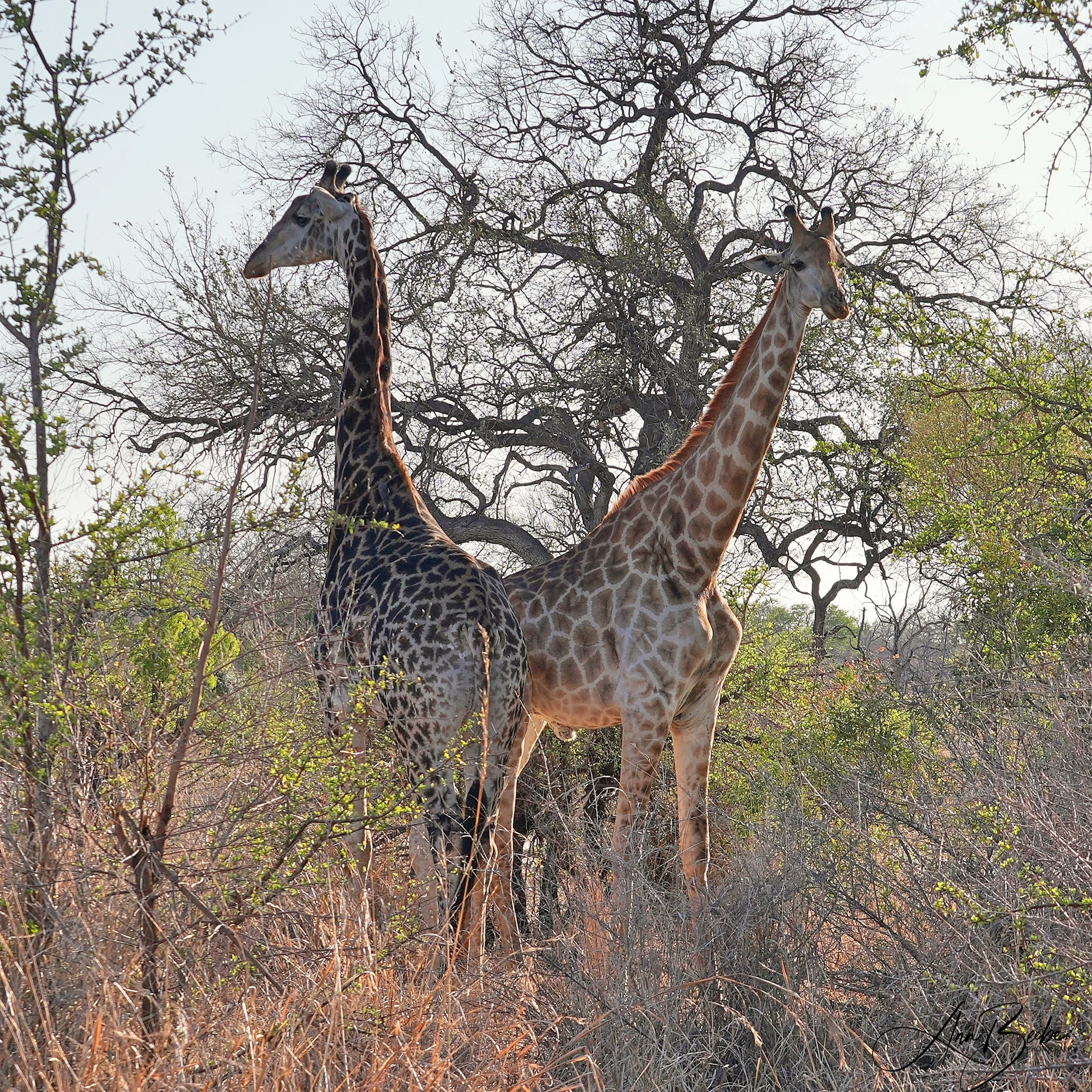 Giraffes - light and dark - Arathusa - signed.jpg