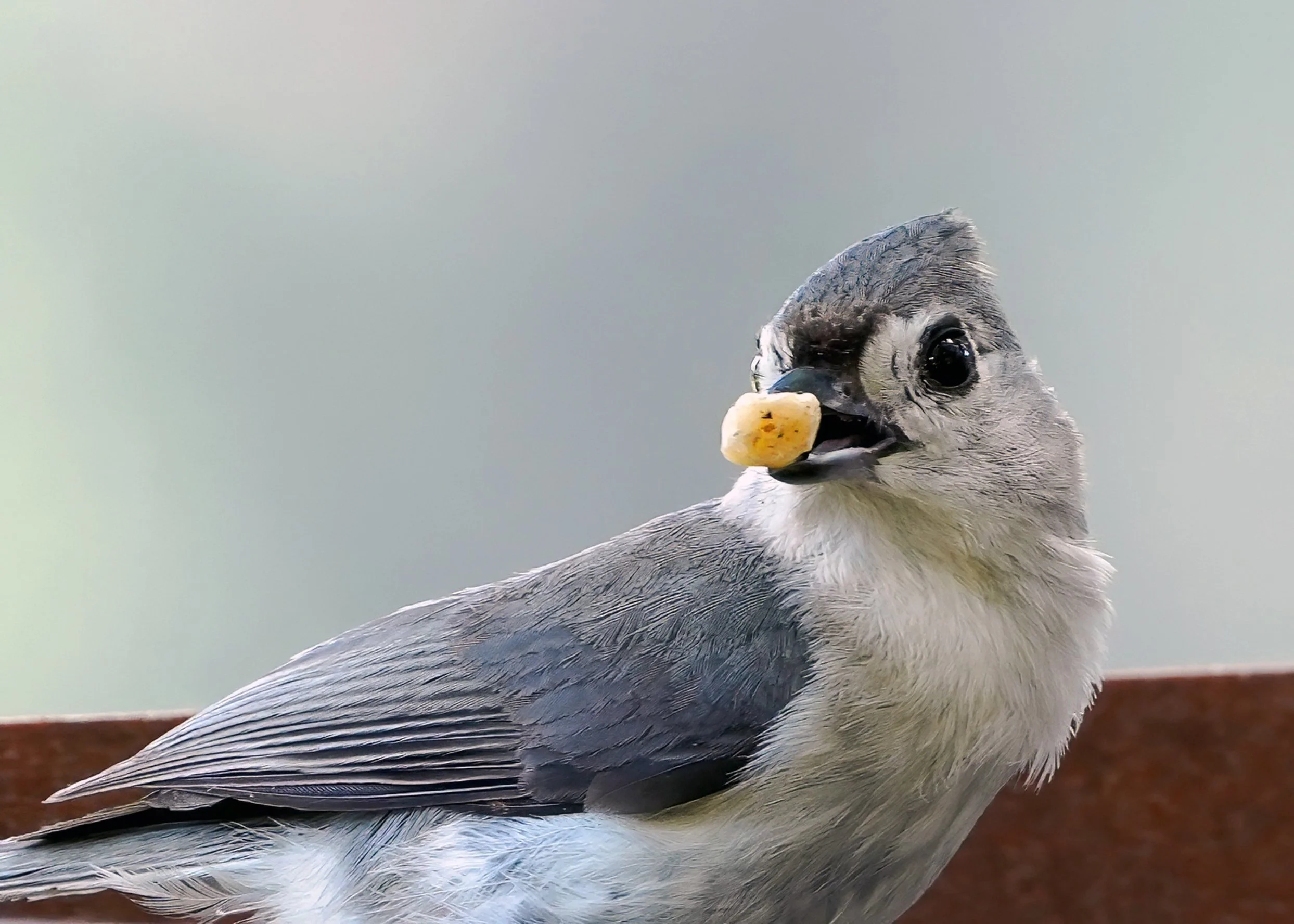 2026-5-14 - Day 134 - Tufted Titmouse 1e.jpg
