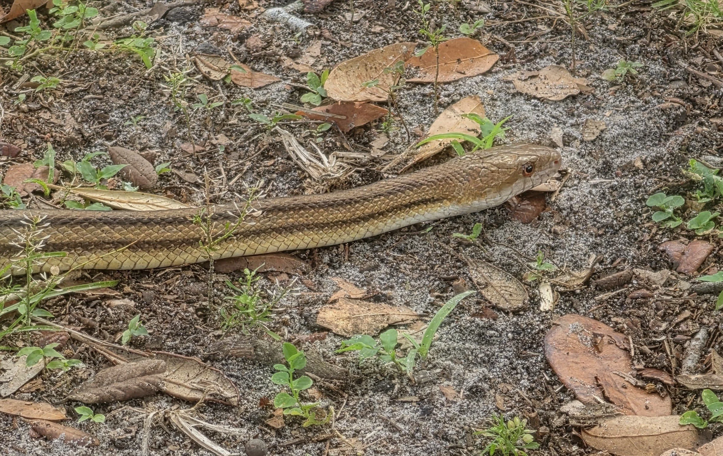 2026-7-1 - Yellow Rat Snake (3).jpg