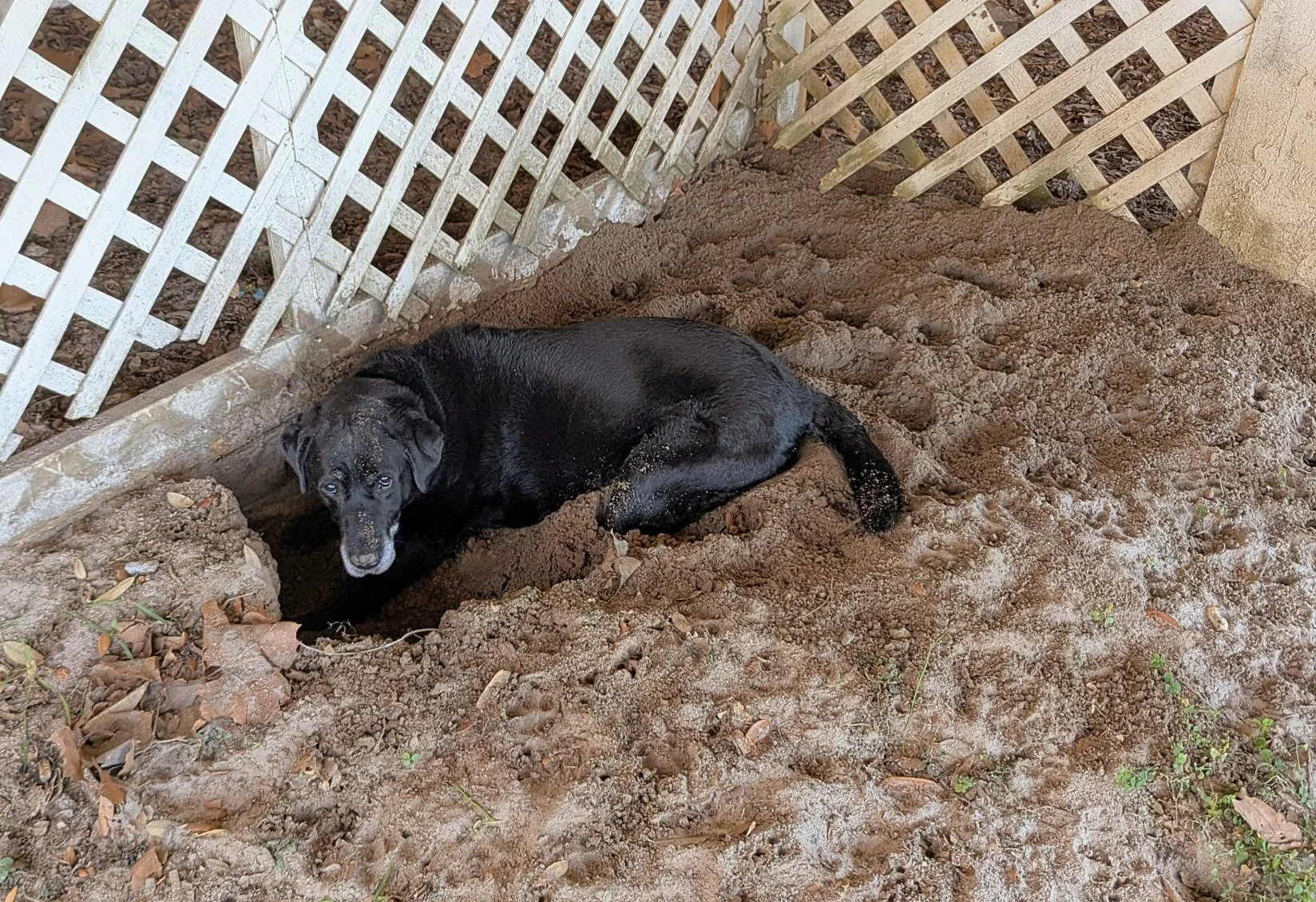 2026-3-9 - Bruce trying to look innocent.jpg