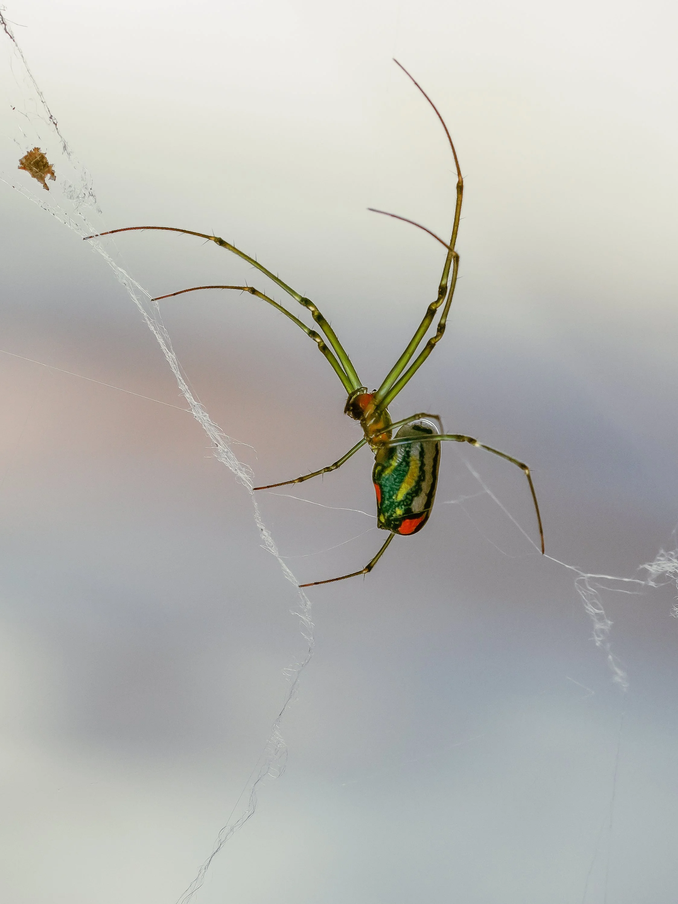 2026-6-14 - Orchard Orb Weaver Spider 1.jpg