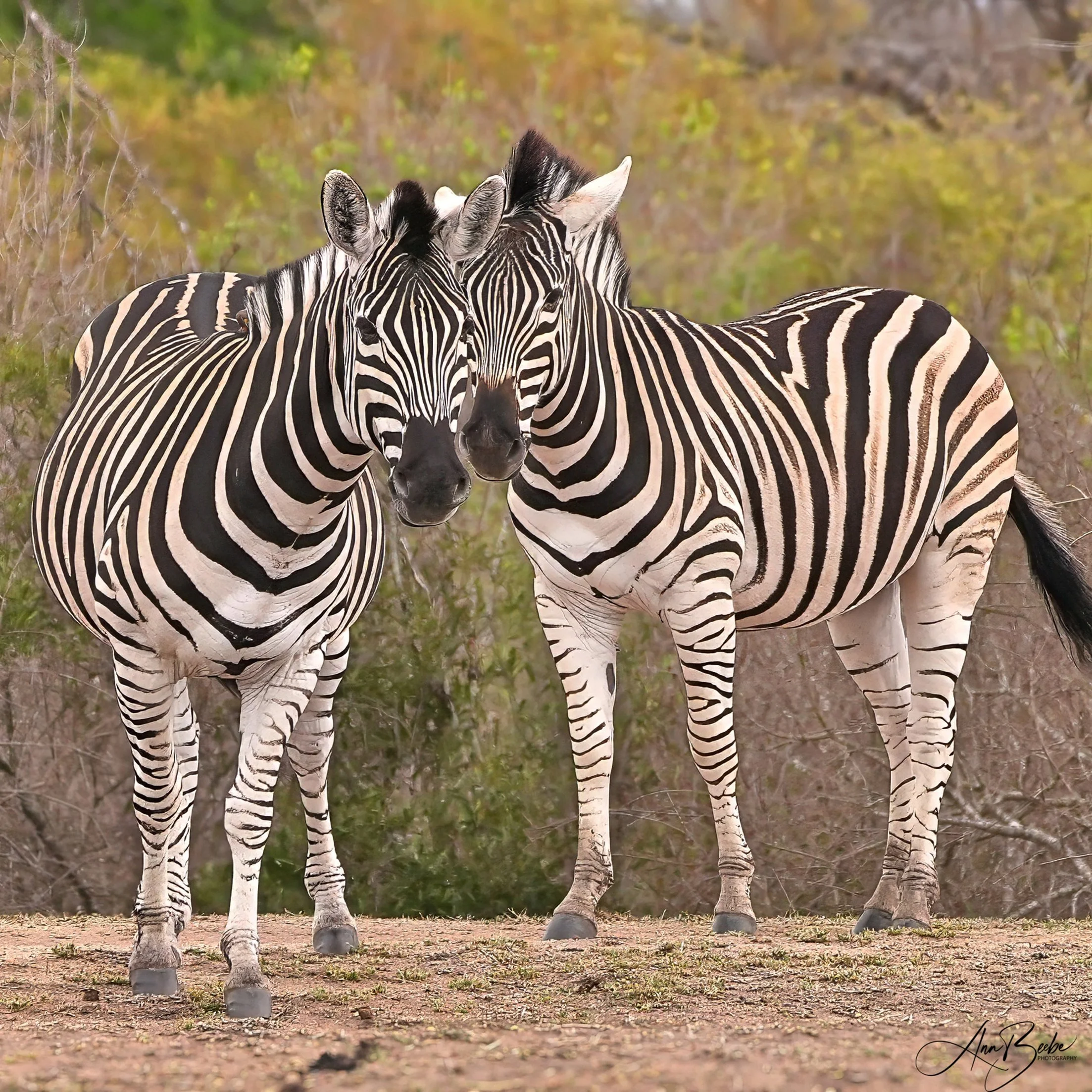 Zebras on the Arathusa dam wall - Arathusa - signed.jpg