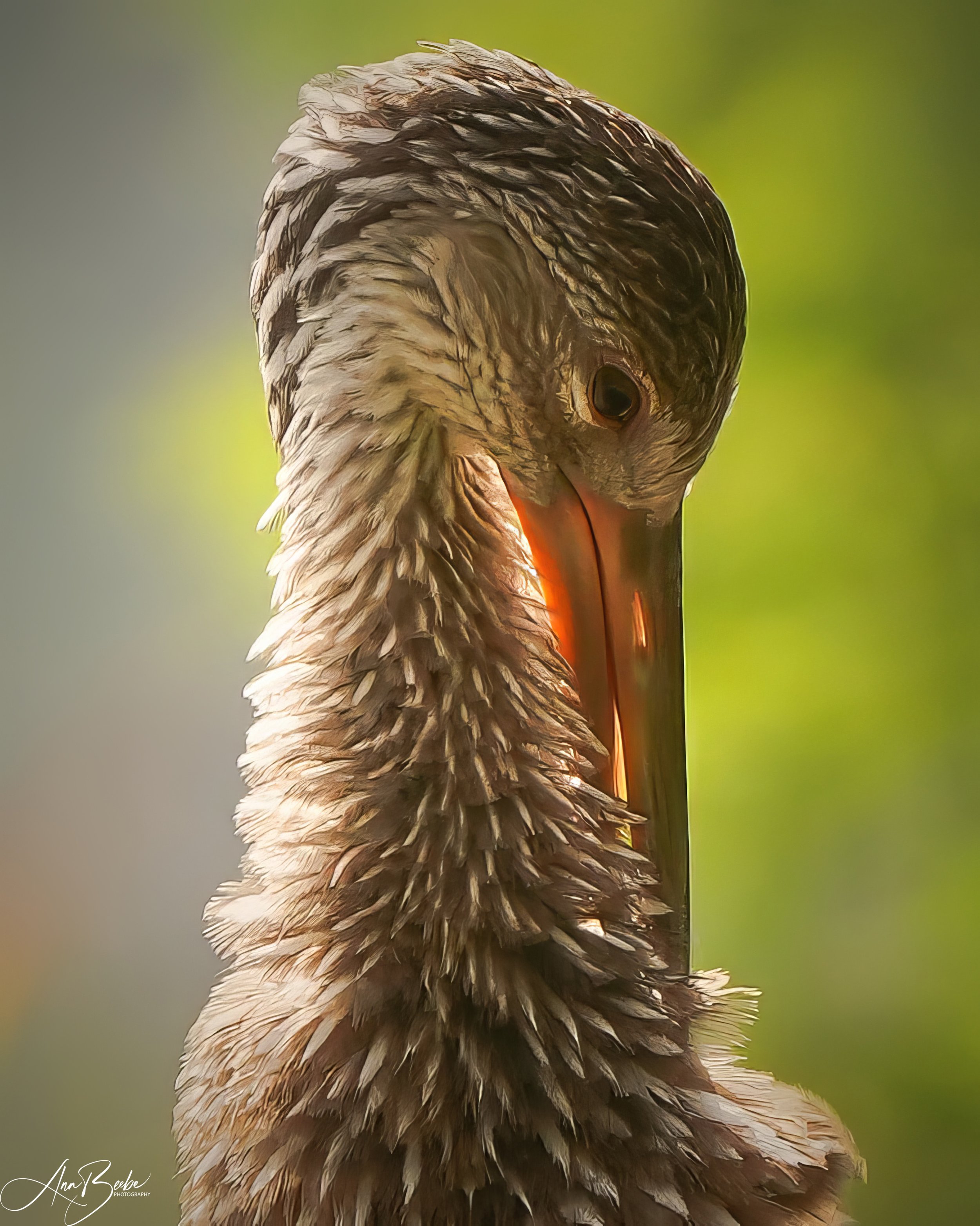 2026-6-1 - Tangerine FL - Limpkin close 0e0 signed.jpg