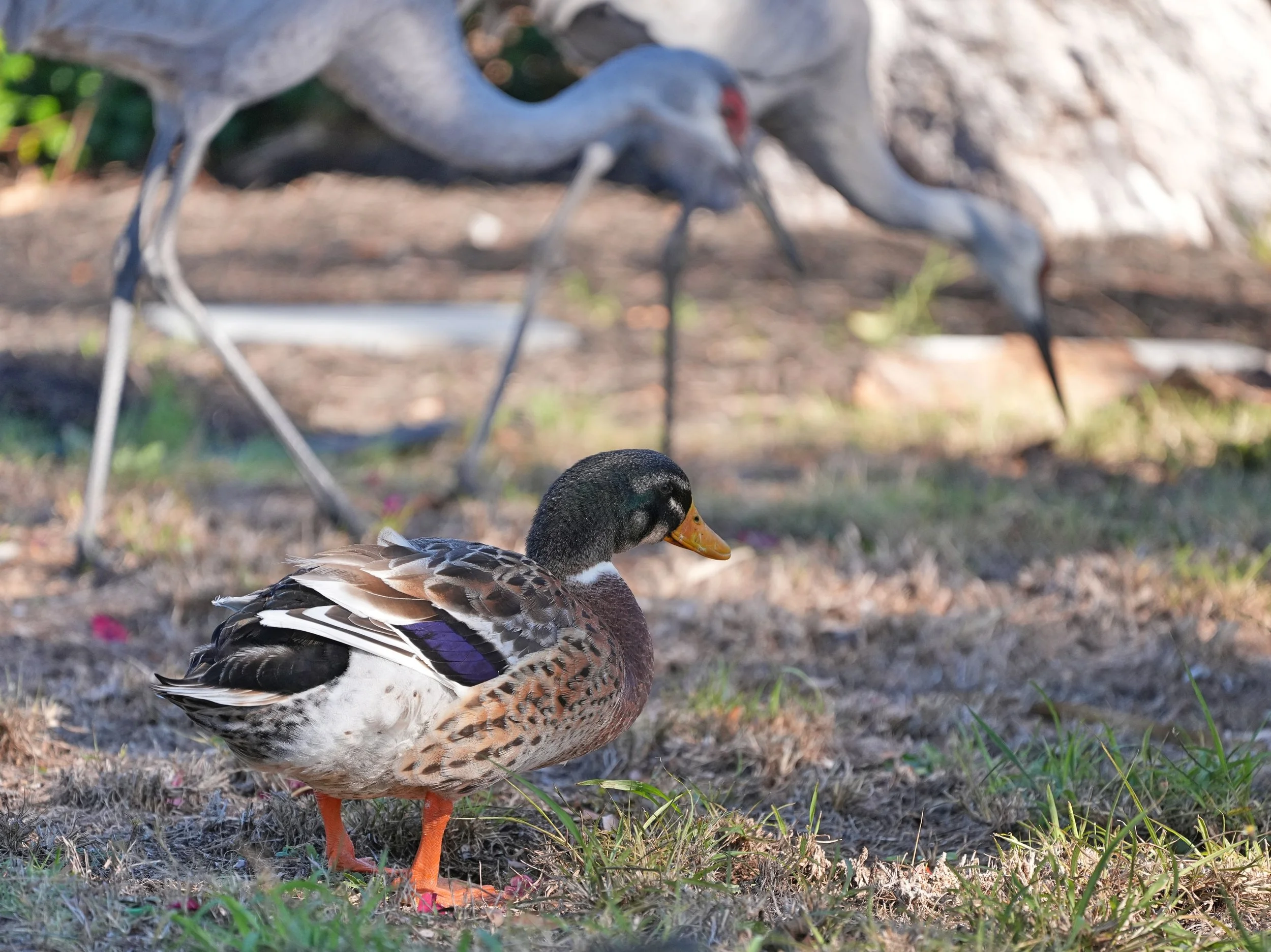 2026-1-19 - Sandhill duck 1 small.jpg