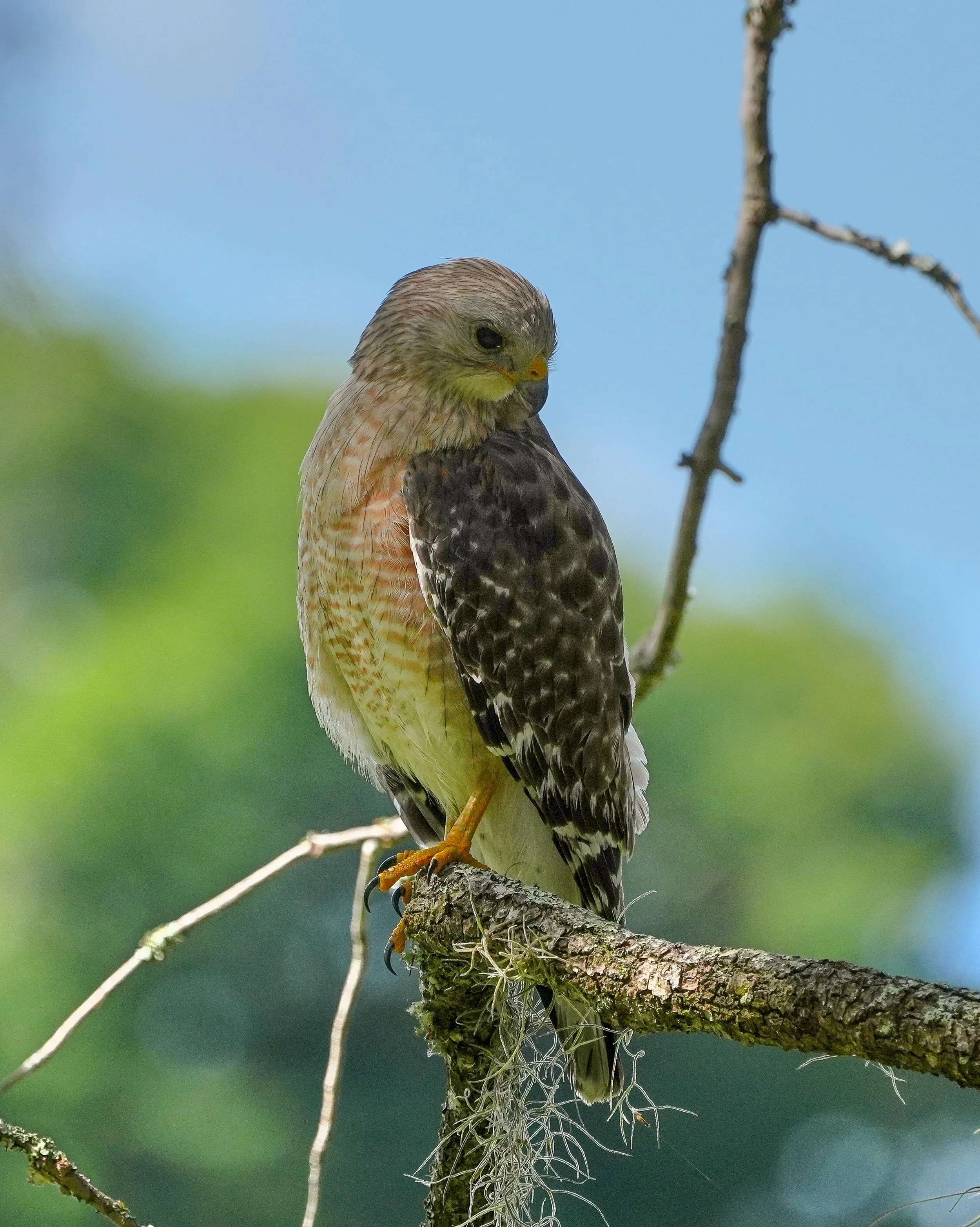 2026-6-5 - Eustis FL - Red-shouldered Hawk on tree branch 6.jpg
