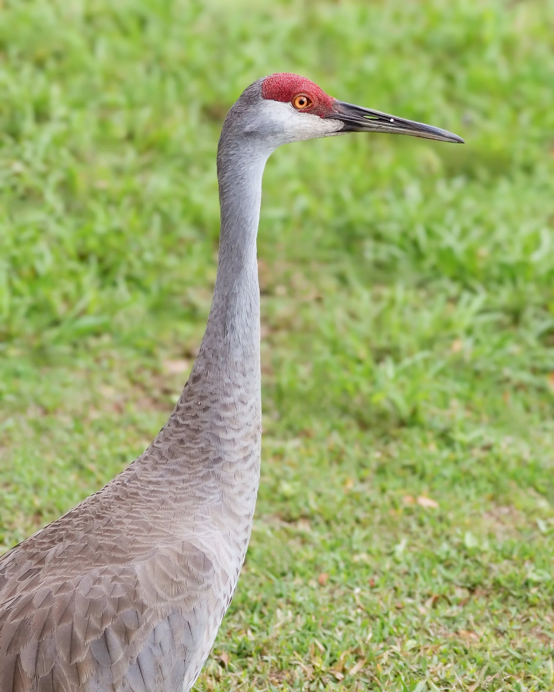 Day 69: I was happy to get a photo of this visitor to my yard today. The Sandhill Cranes in my area have begun forming large groups for migrating or pairs for nesting. I was surprised to see this one alone. Maybe Mrs. Sandhill was on a nest nearby.