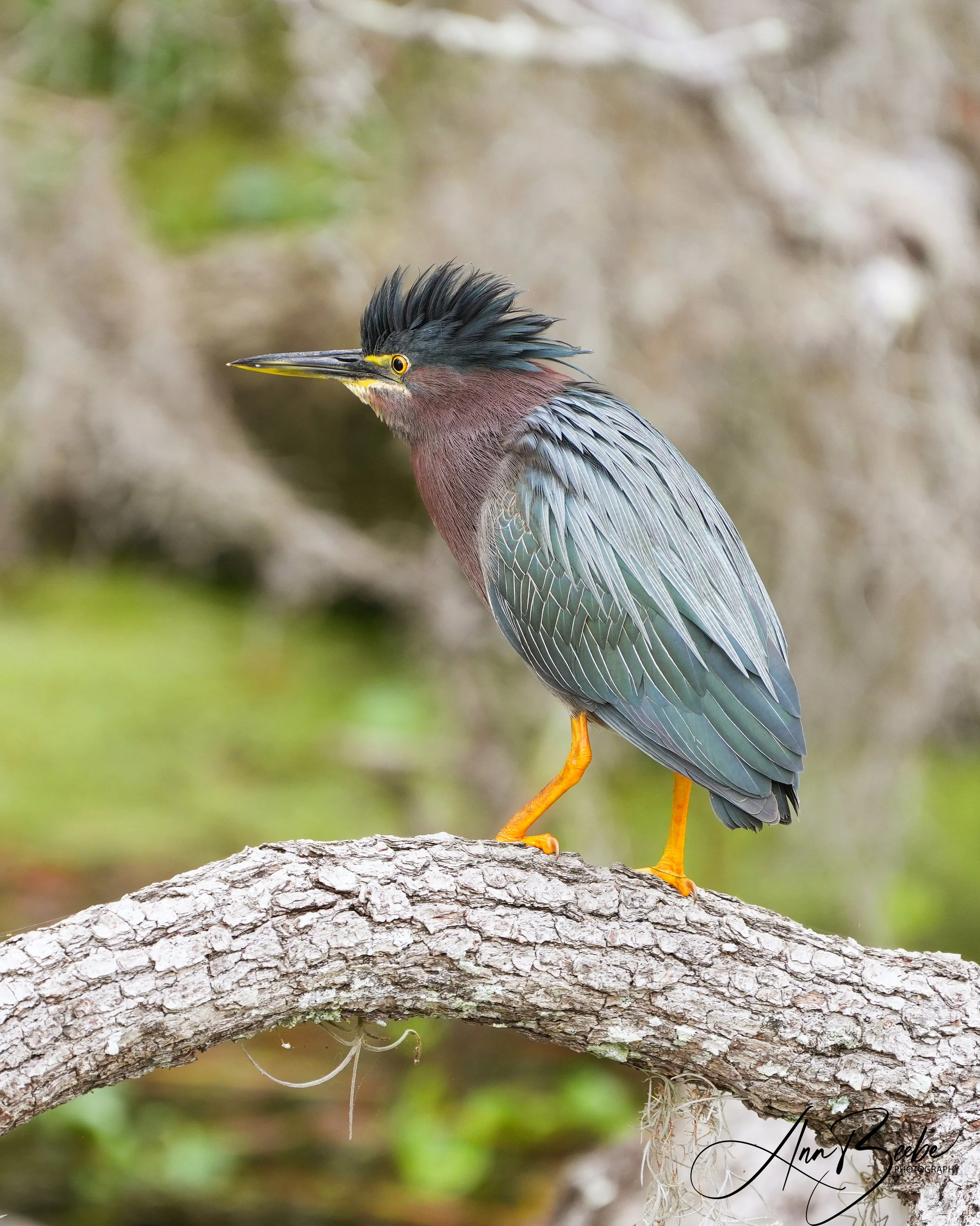 0 Green Heron on tree branch 1 signed.jpg