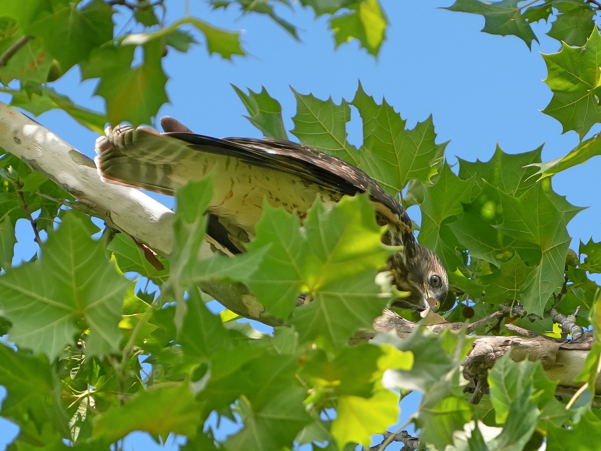 2026-6-23 - Red-shouldered Hawk looking under bark in tree 1.jpg