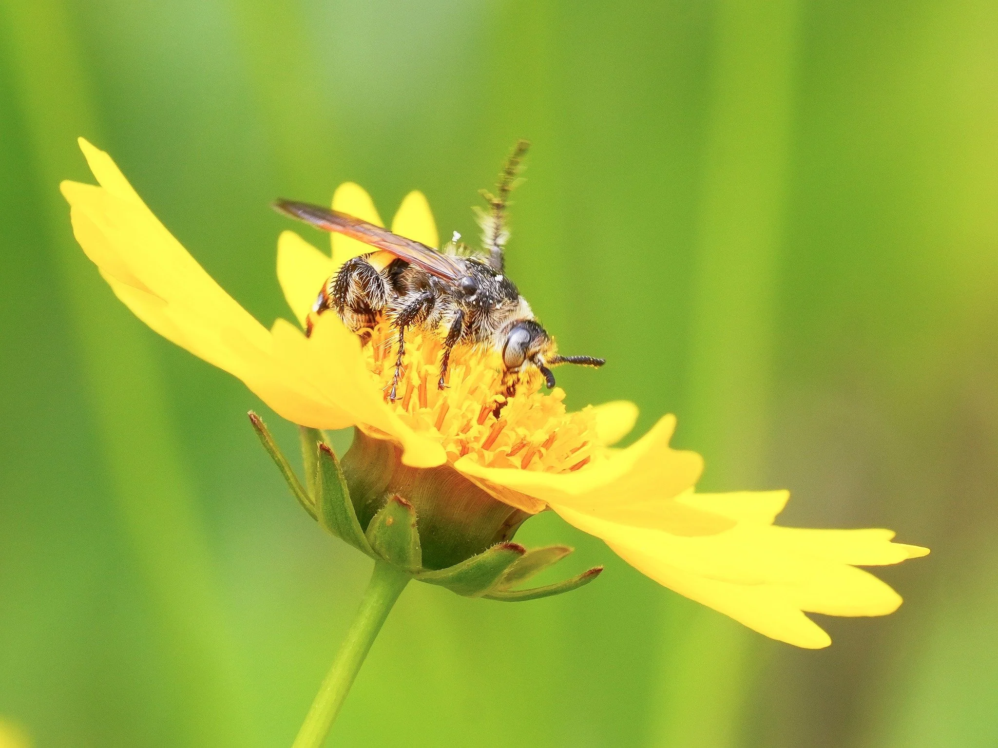 2026-4-6 - Leafcutter Bee on flower at Mt Dora Library butterfly garden.jpg