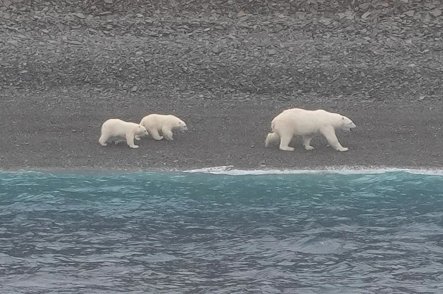 2026-8-26 - Radstock Bay - Polar Bears 00.JPG
