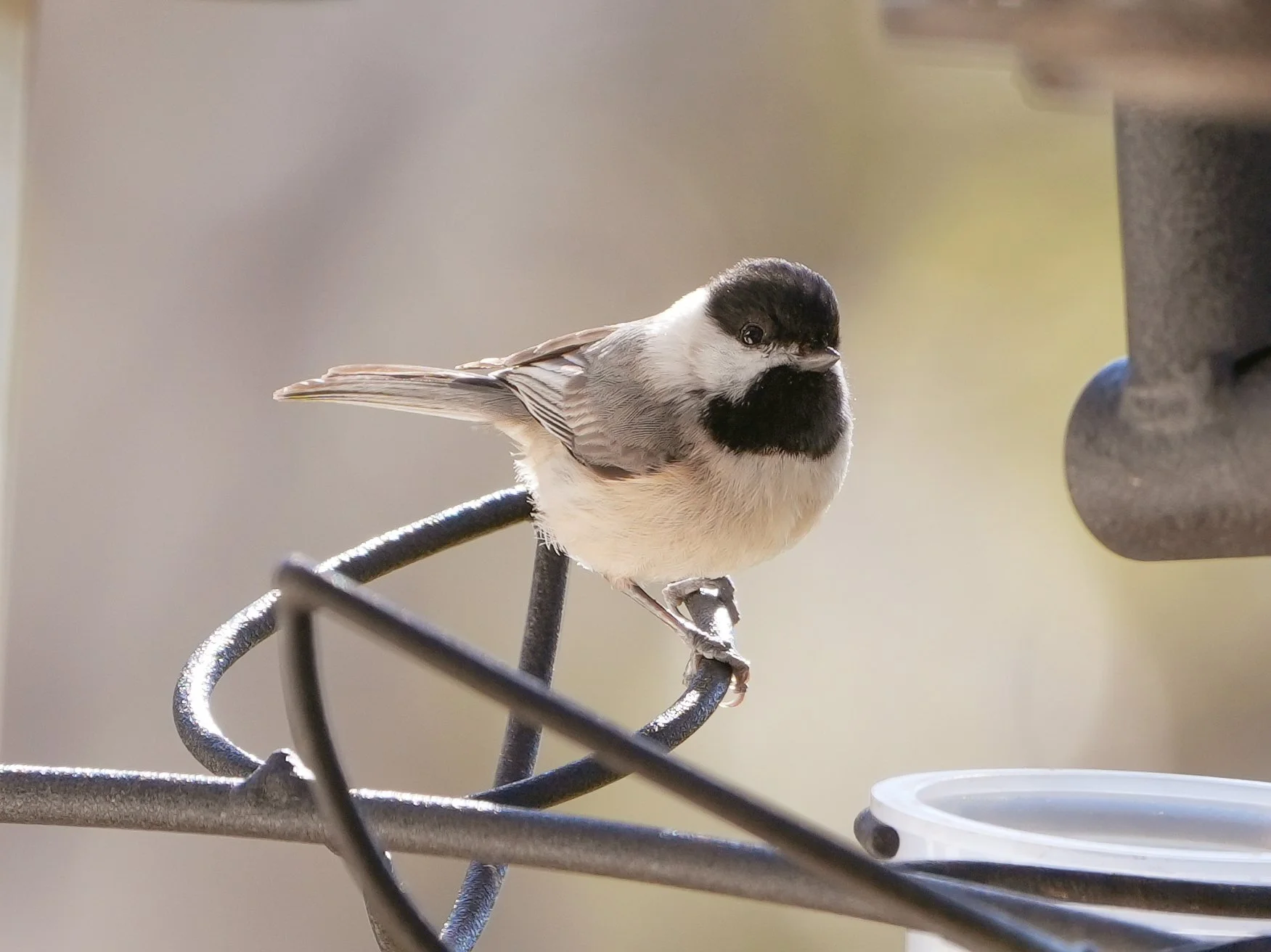 2026-2-1 - Carolina Chickadee 1.jpg