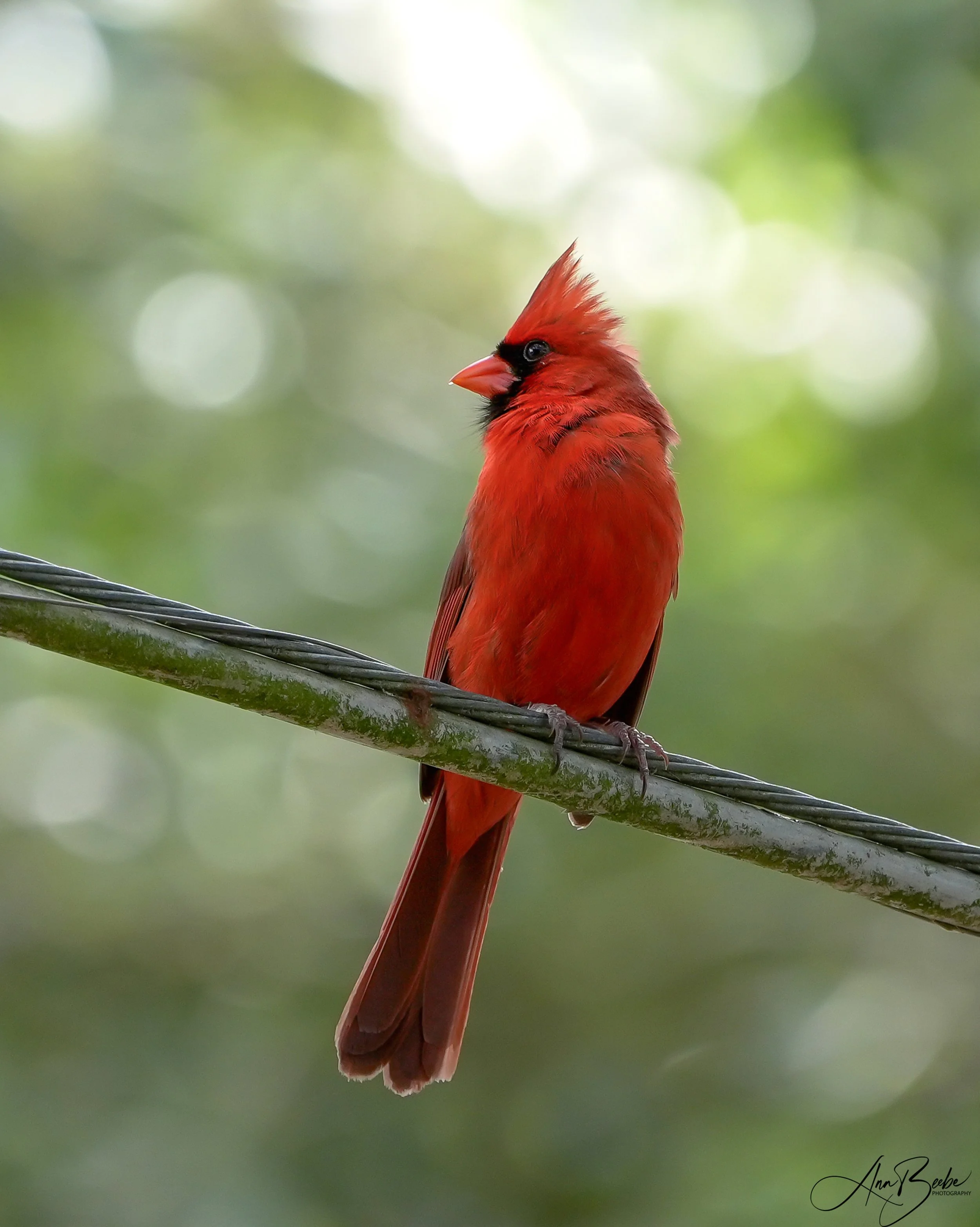 2026-5-19 - Cardinal - male - on phone wire 00 signed.jpg