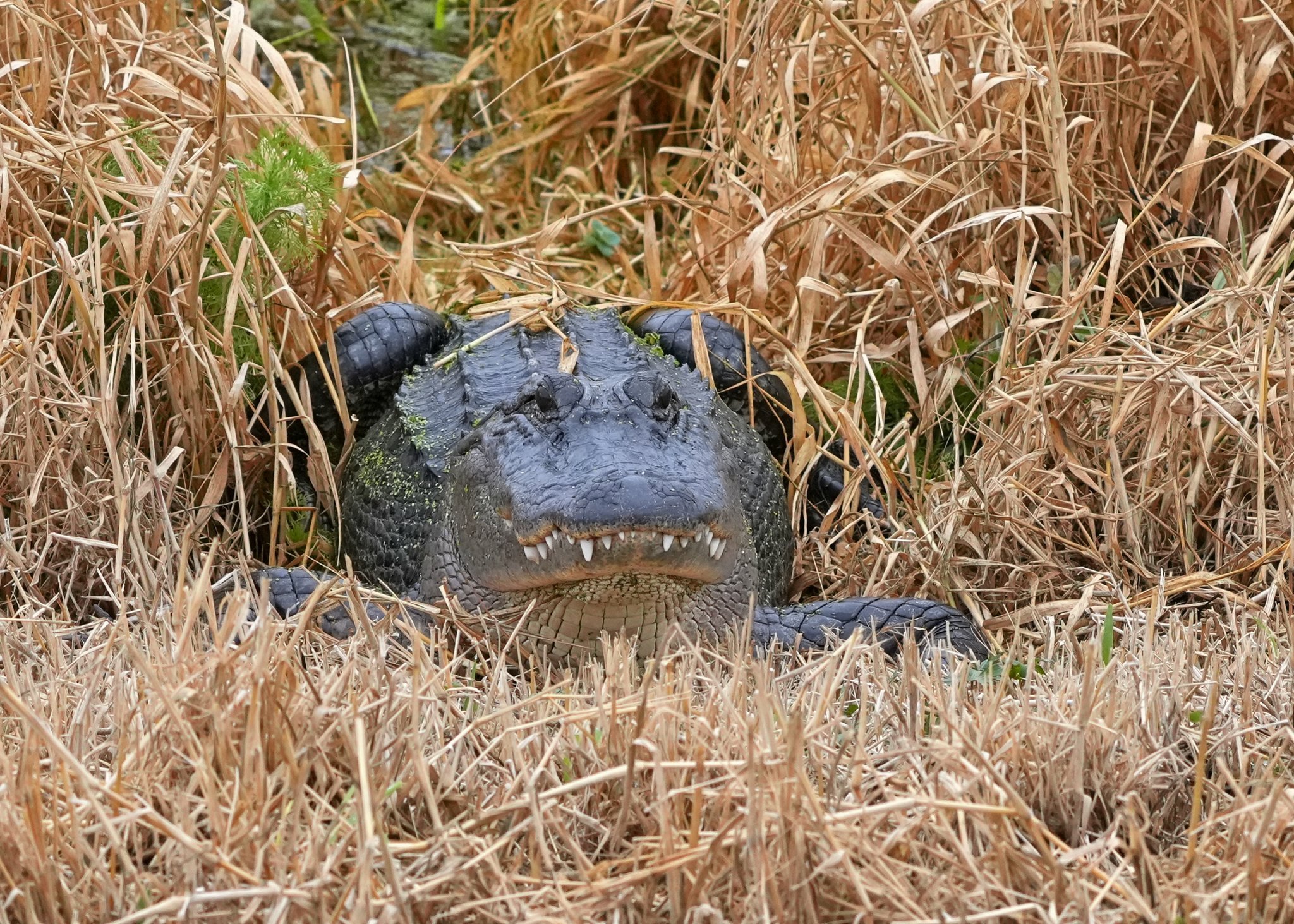 2026-2-16 - Gator looks like a frog.jpg