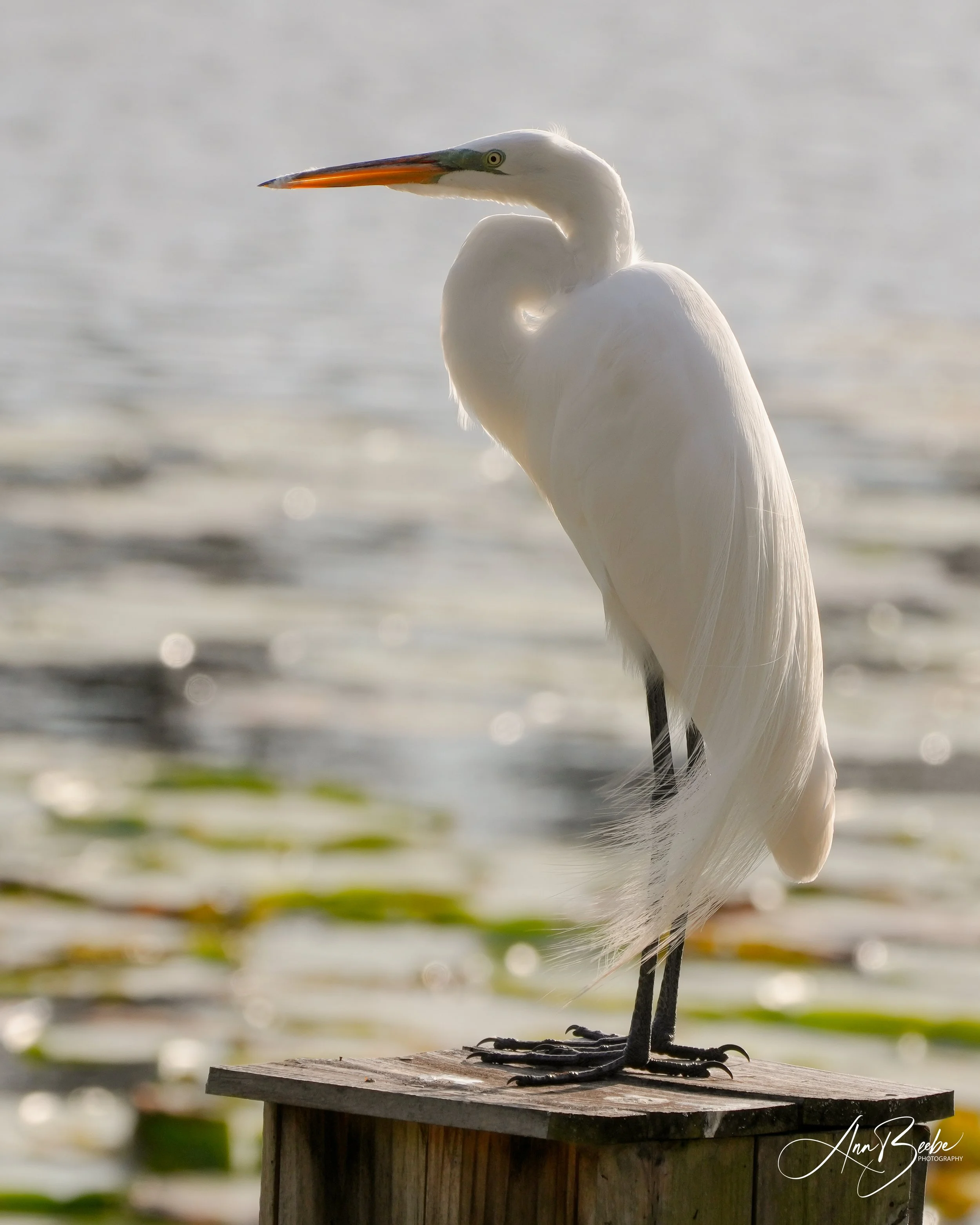 2026-2-26 - Great Egret on duck box 2.jpg