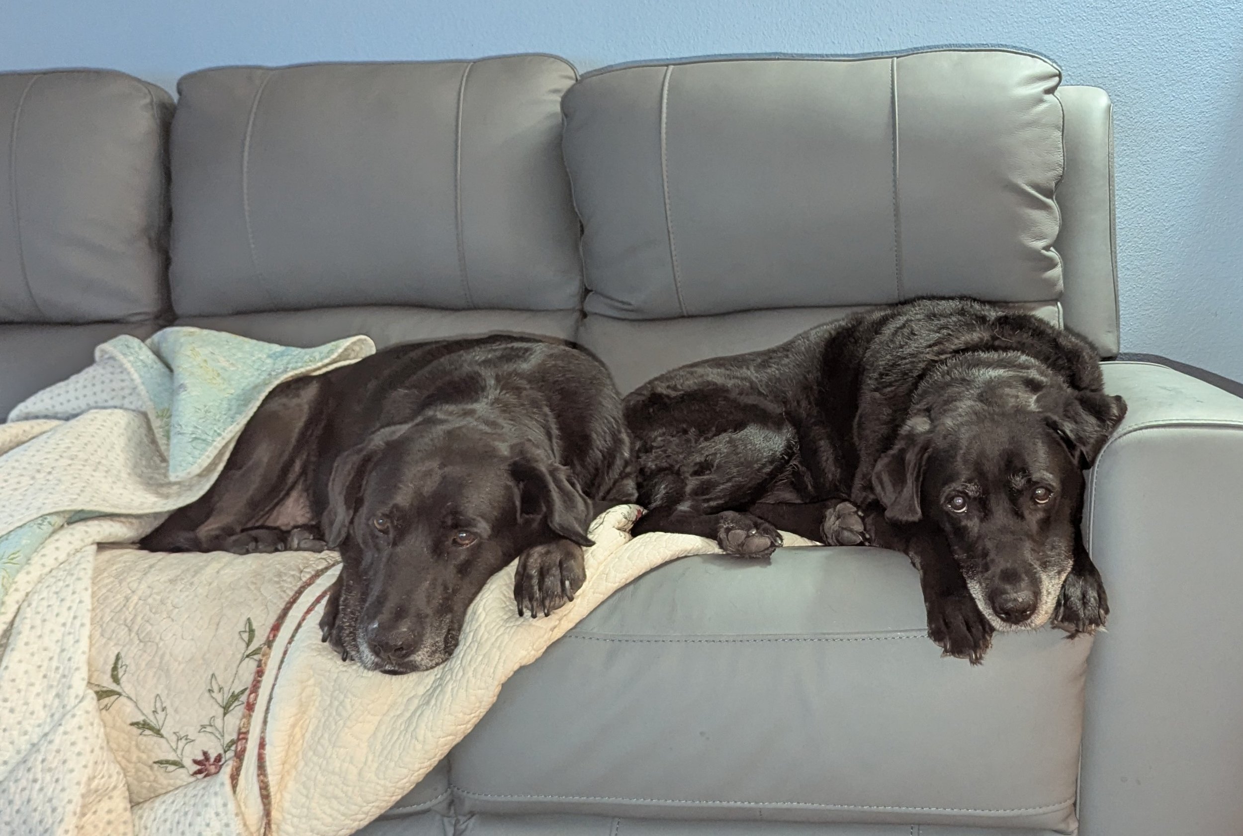 2026-2-10 - Home again - Bruce and Buckley.jpg