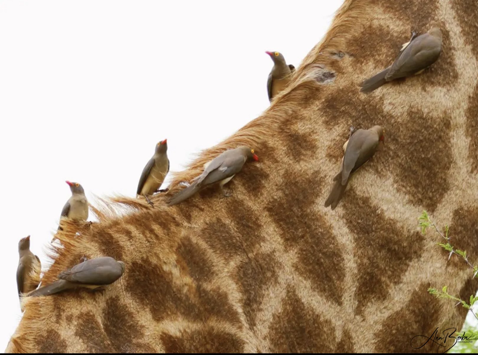 Giraffe neck with oxpeckers - signed.jpg