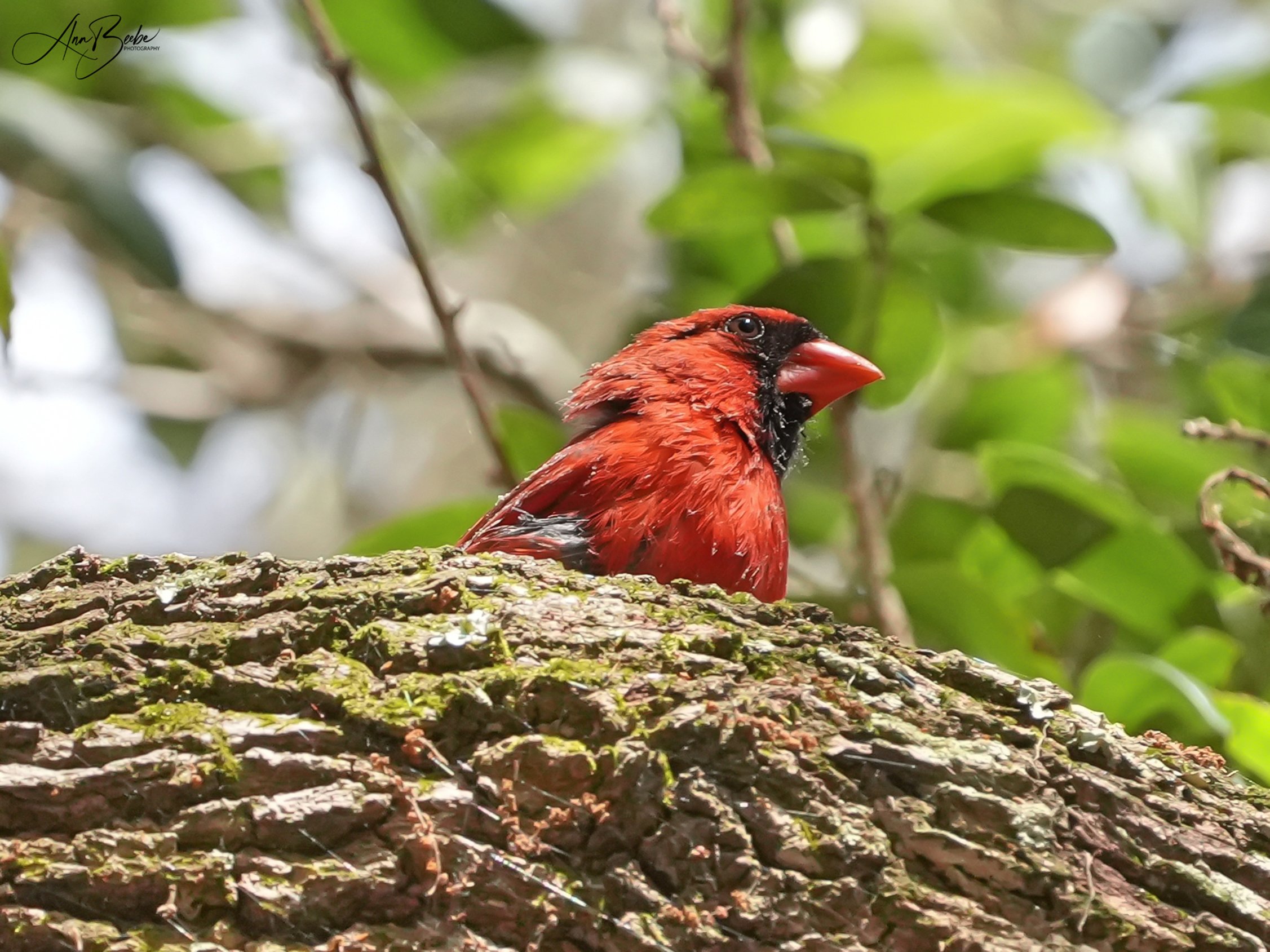 Cardinal - male - behind tree branch - signed.jpg
