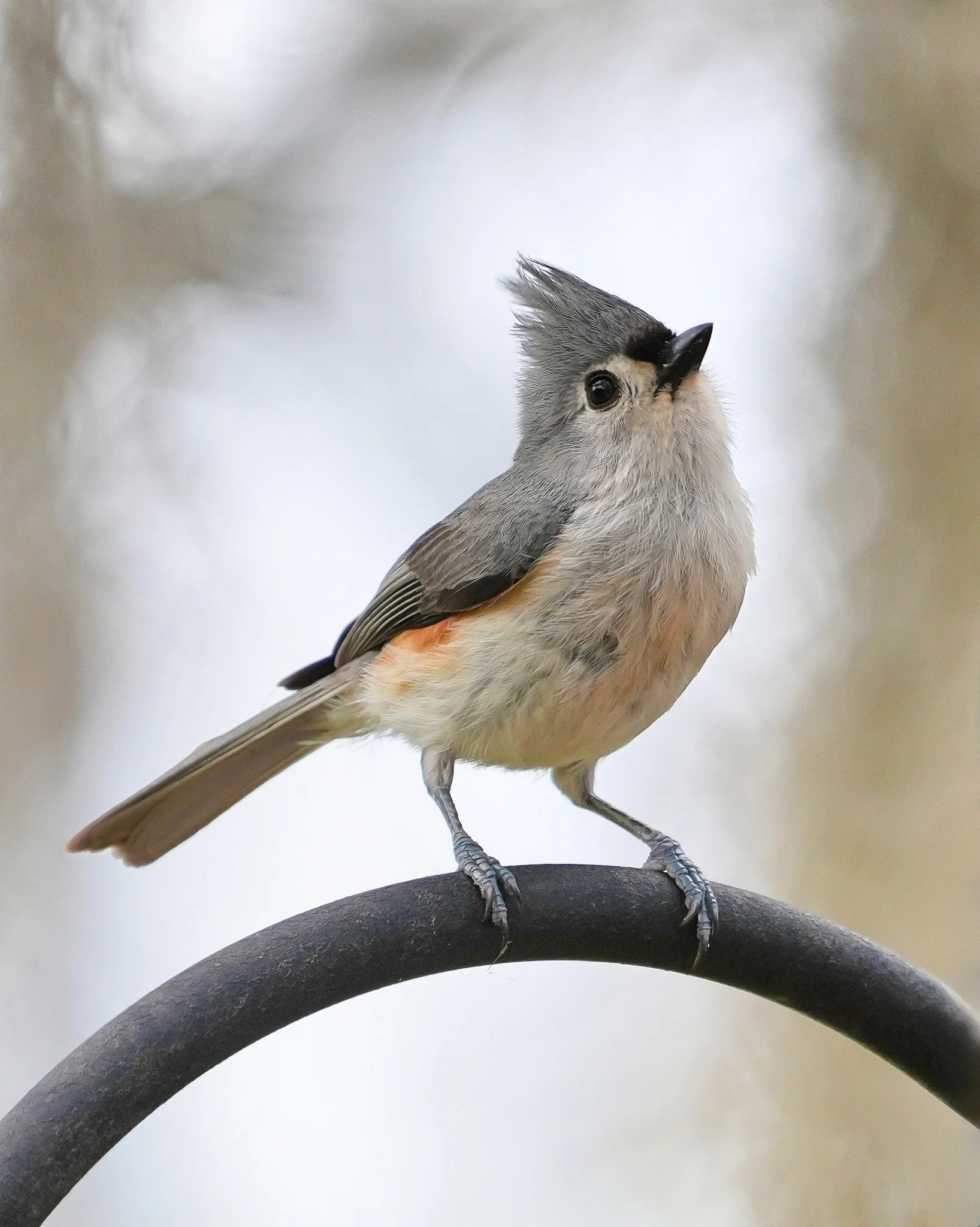 2026-3-29 - Tufted Titmouse on my feeder pole.jpg