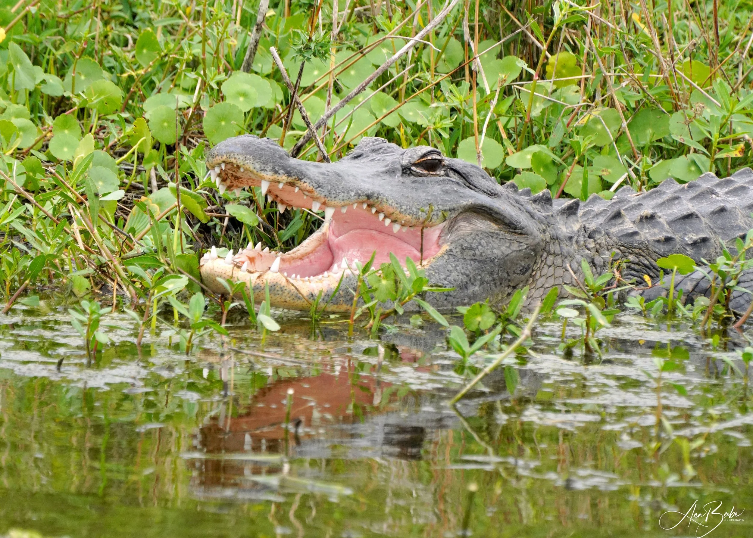Gator Grin 0 - small - signed.jpg