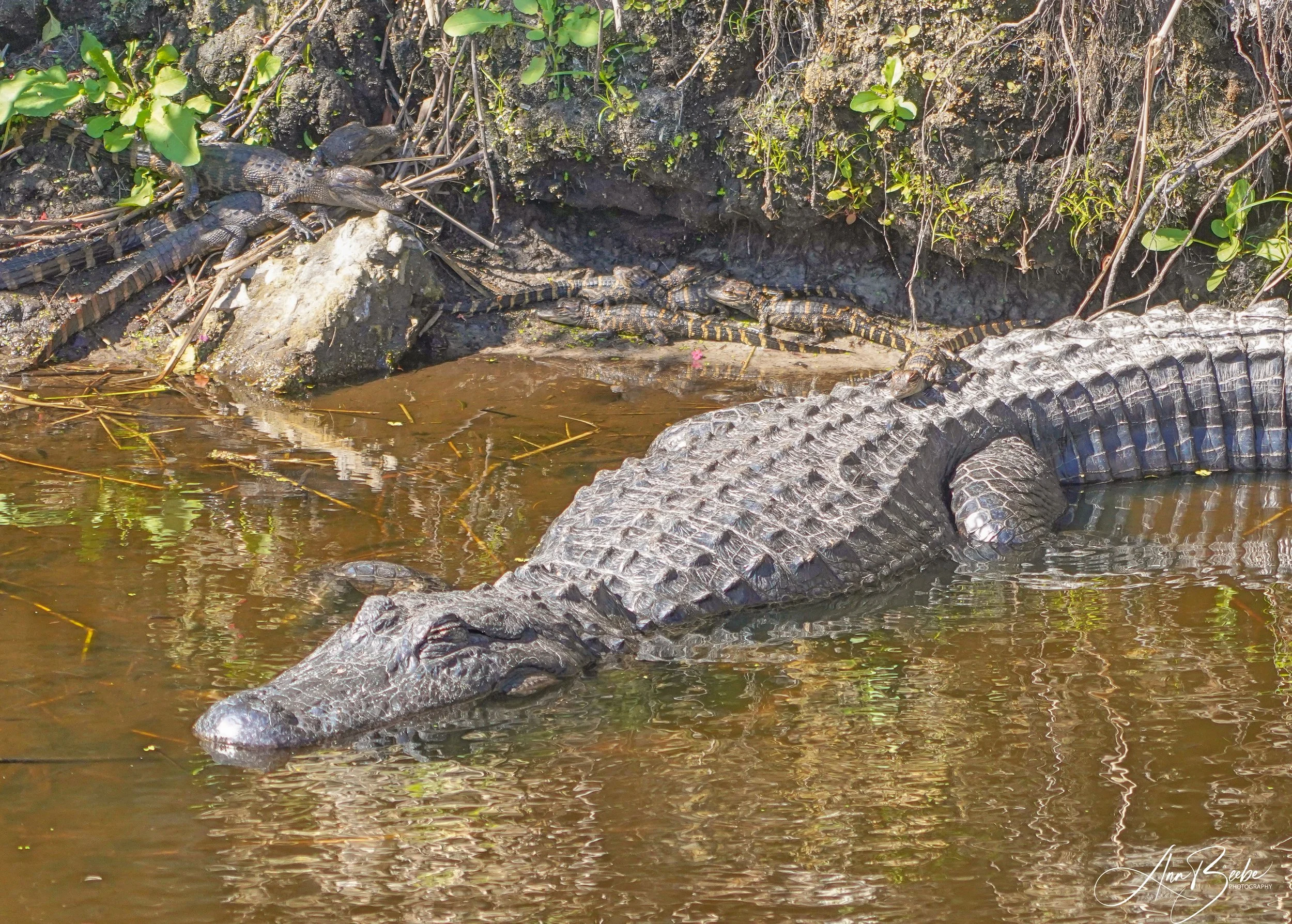 Warmth - Mama gator with babies 0e - signed.jpg