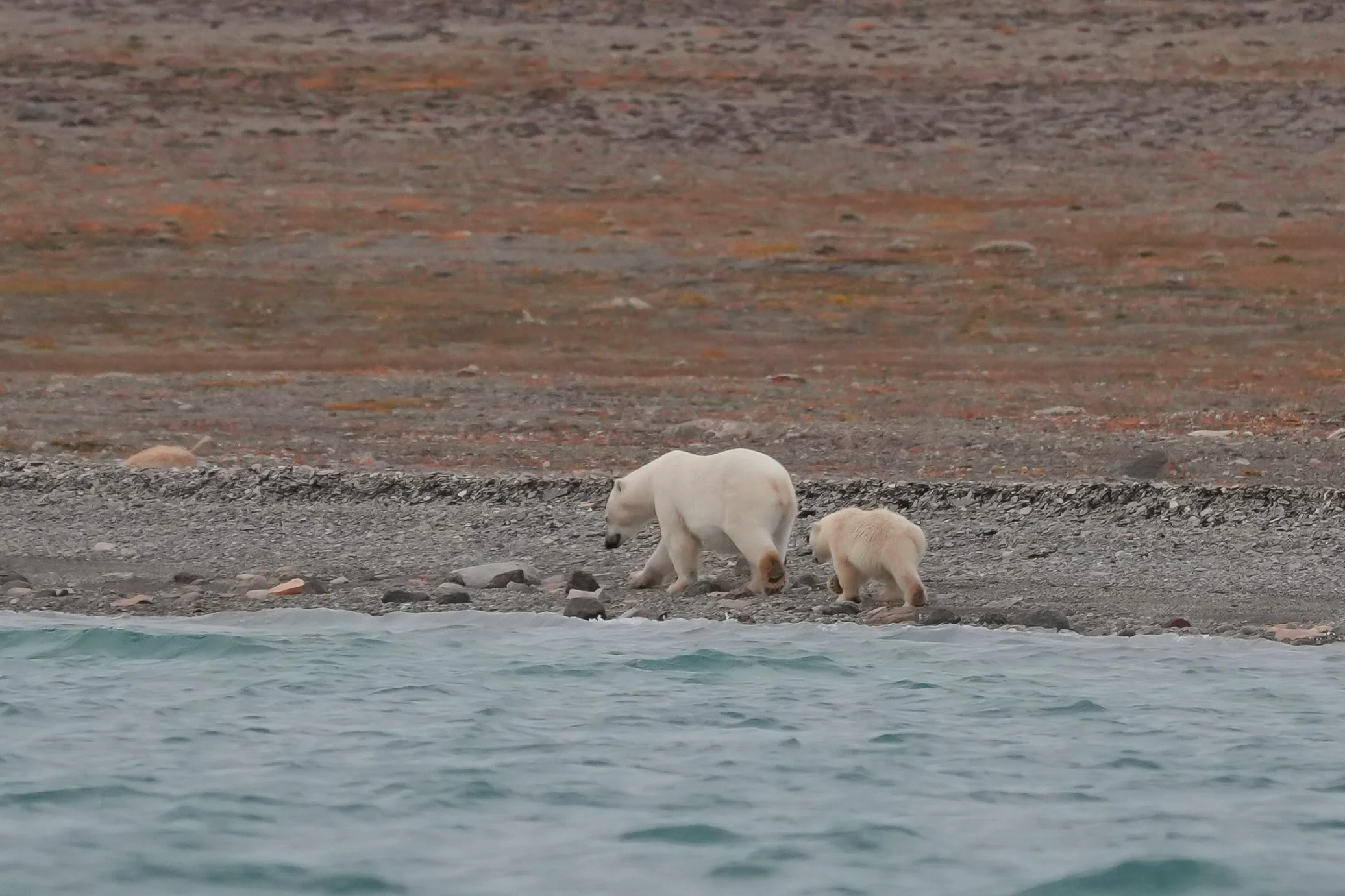 2026-8-23 - Coningham Bay - Zodiac trip - Polar Bear Mama and Cub walking along shire 1 - small.jpg