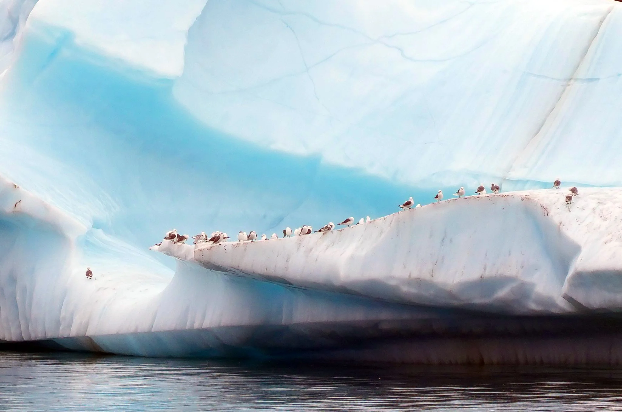 2026-8-27 - Dundas Harbor - Kittiwakes on an ice floe 1.JPG