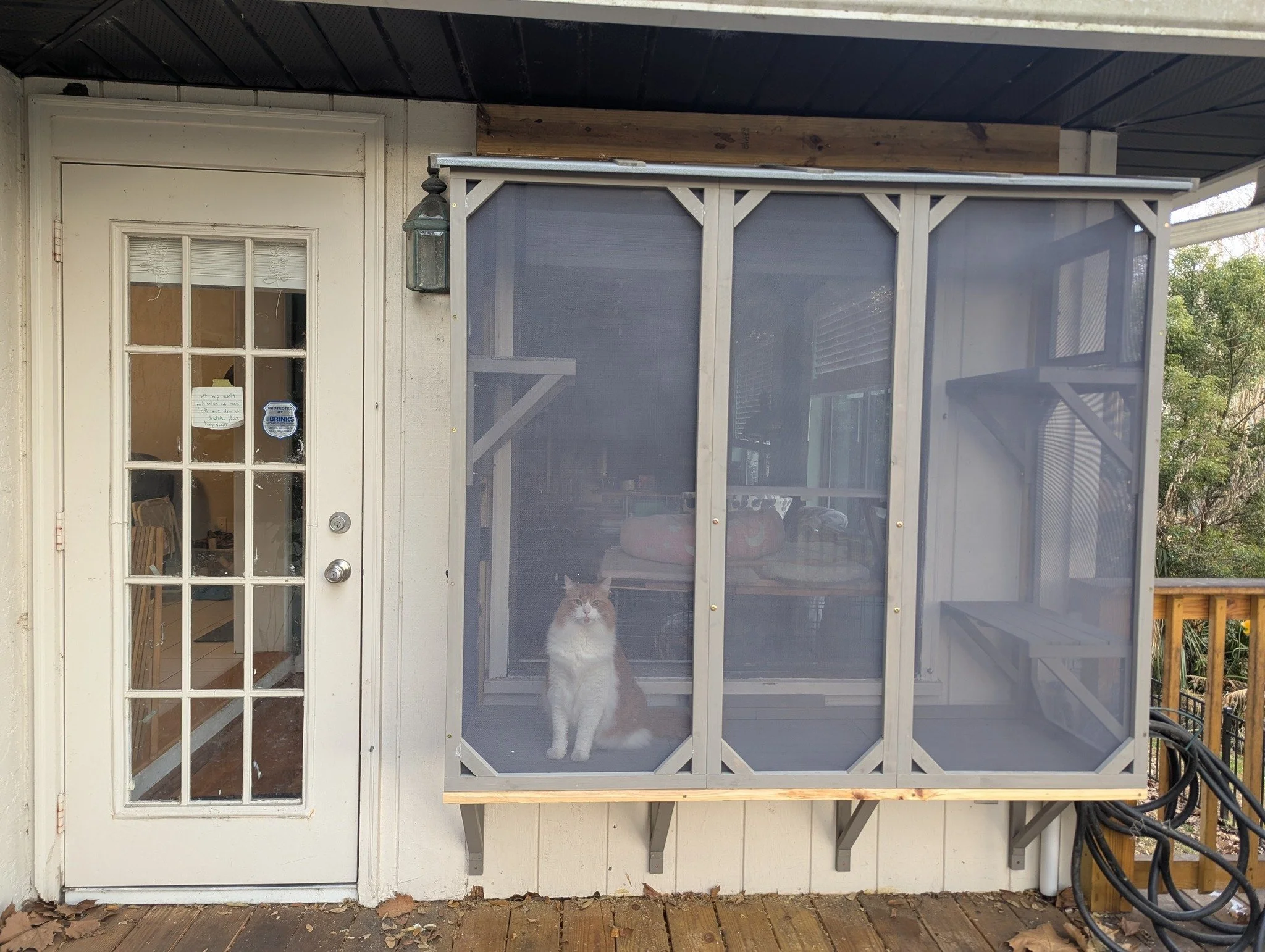 2026-2-14 - Mischiefs new catio.jpg