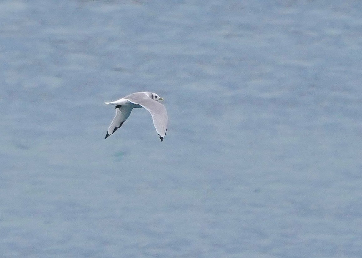 2026-8-27 - Dundas Harbor - what bird 1.JPG