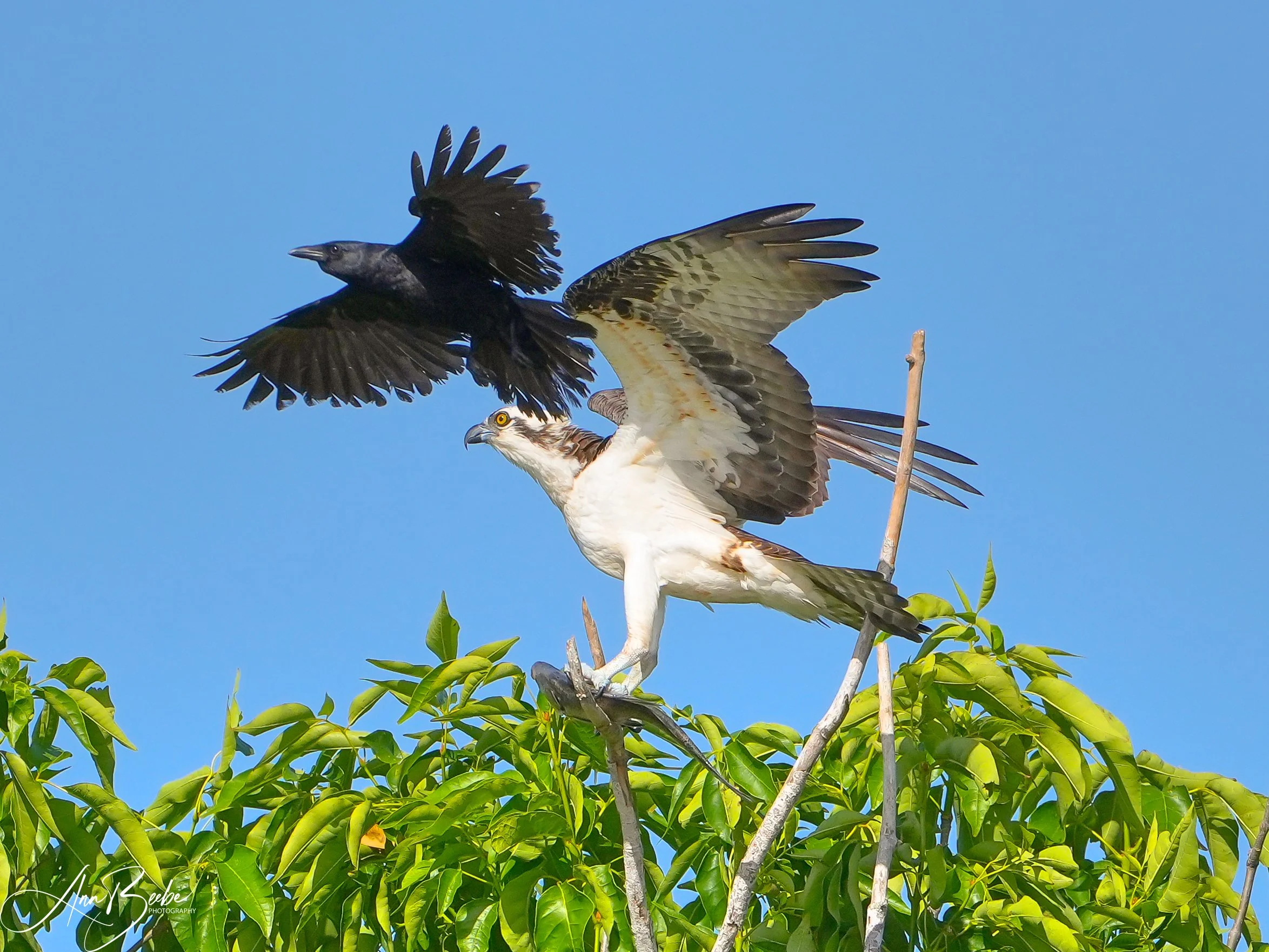 0 Osprey with fish being harassed by Grackle 1 signed.jpg