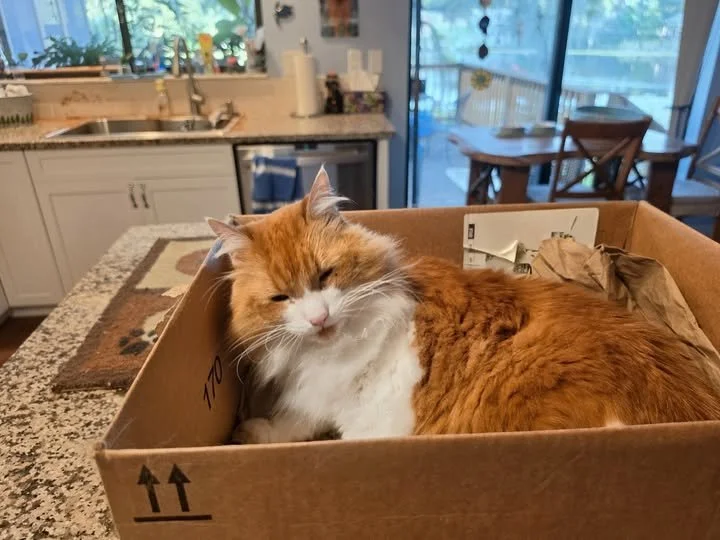 2026-7-15 - Mischief in his favorite box.jpg