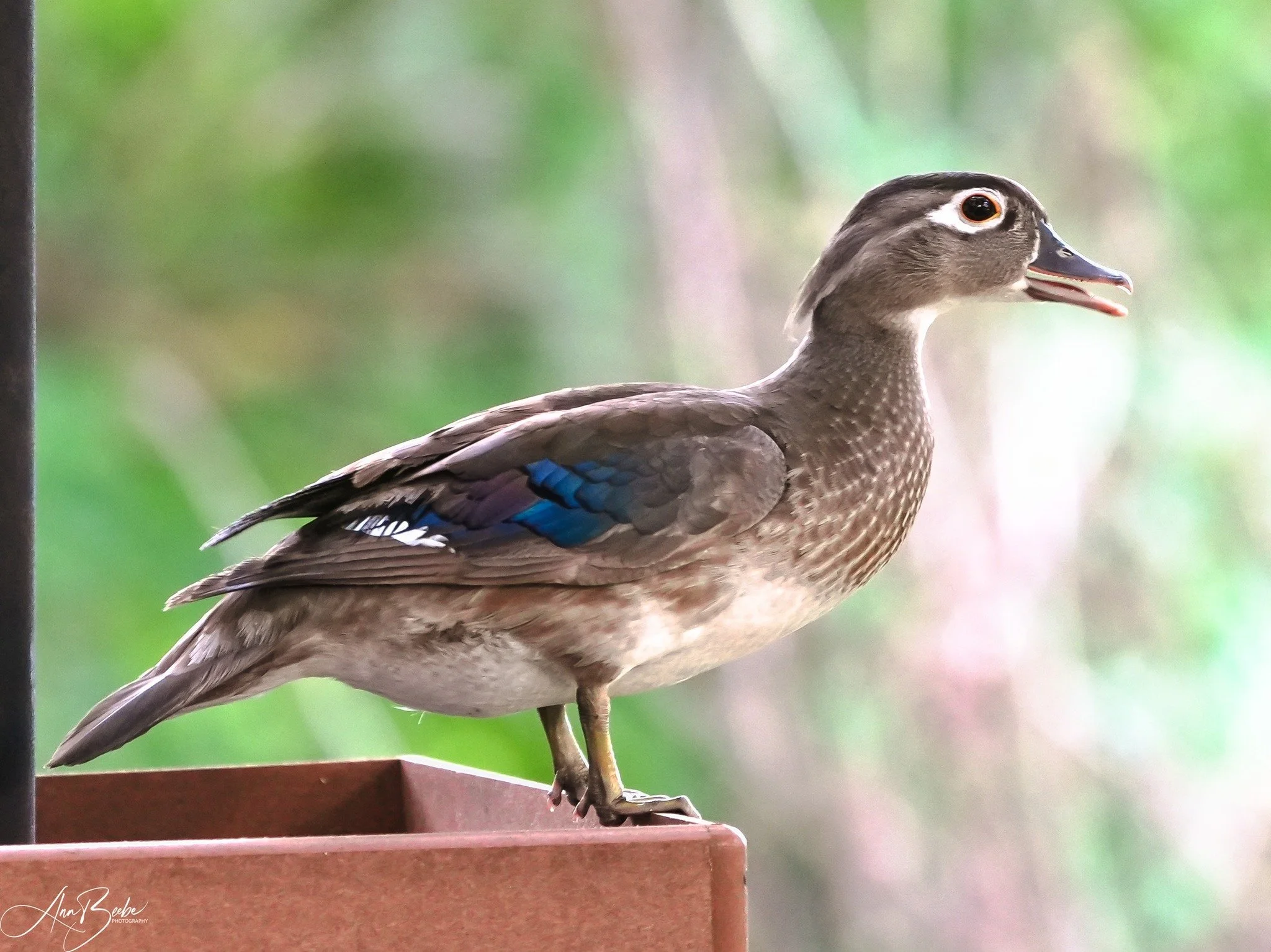 Day 114: Since my Bird of the Day photo was a male Wood Duck, I thought Mrs. Wood Duck should get equal billing & be my photo-a-day subject for today. She made several visits to the seed feeder this afternoon while he stood by and let her eat.