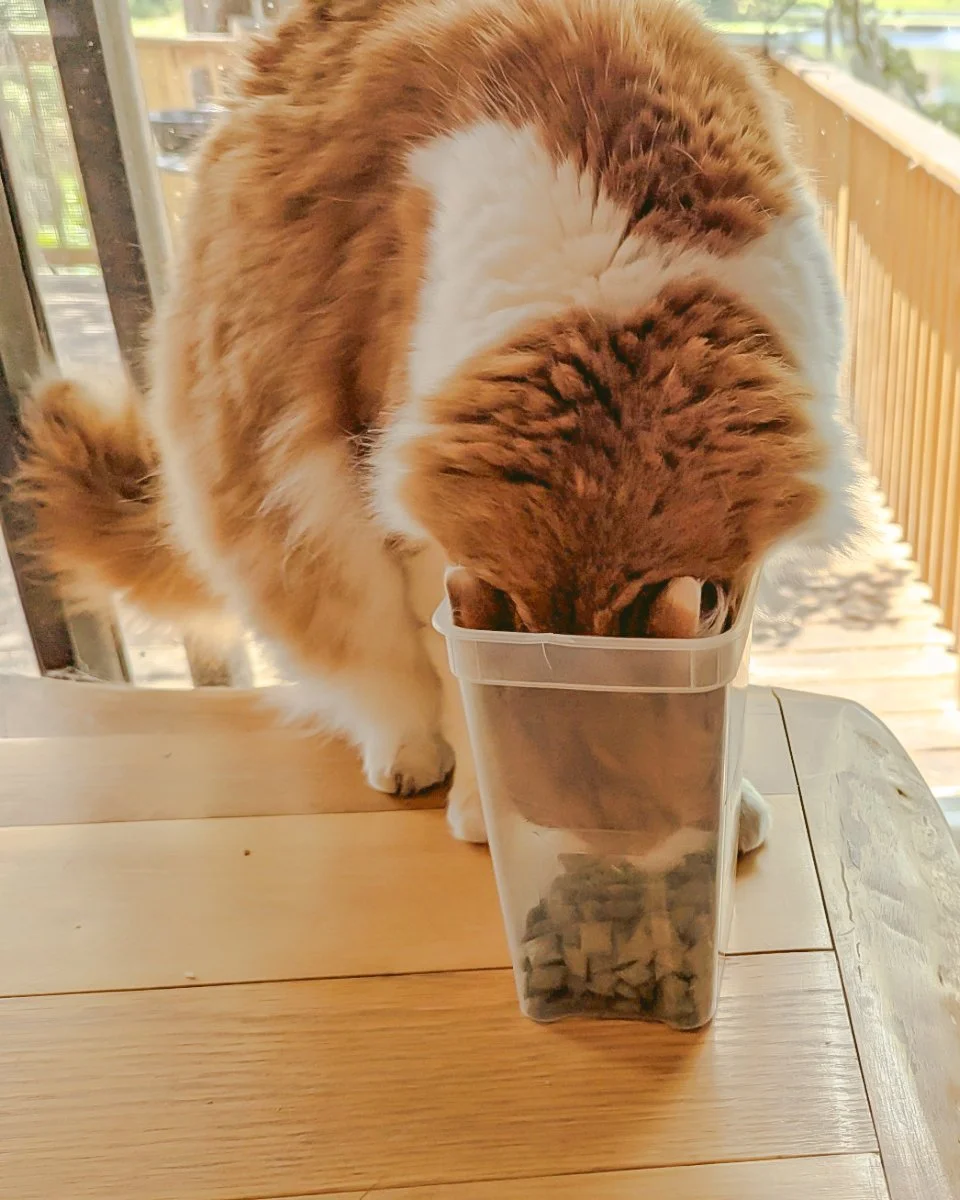 2026-5-20 - Mischief head in treats.jpg
