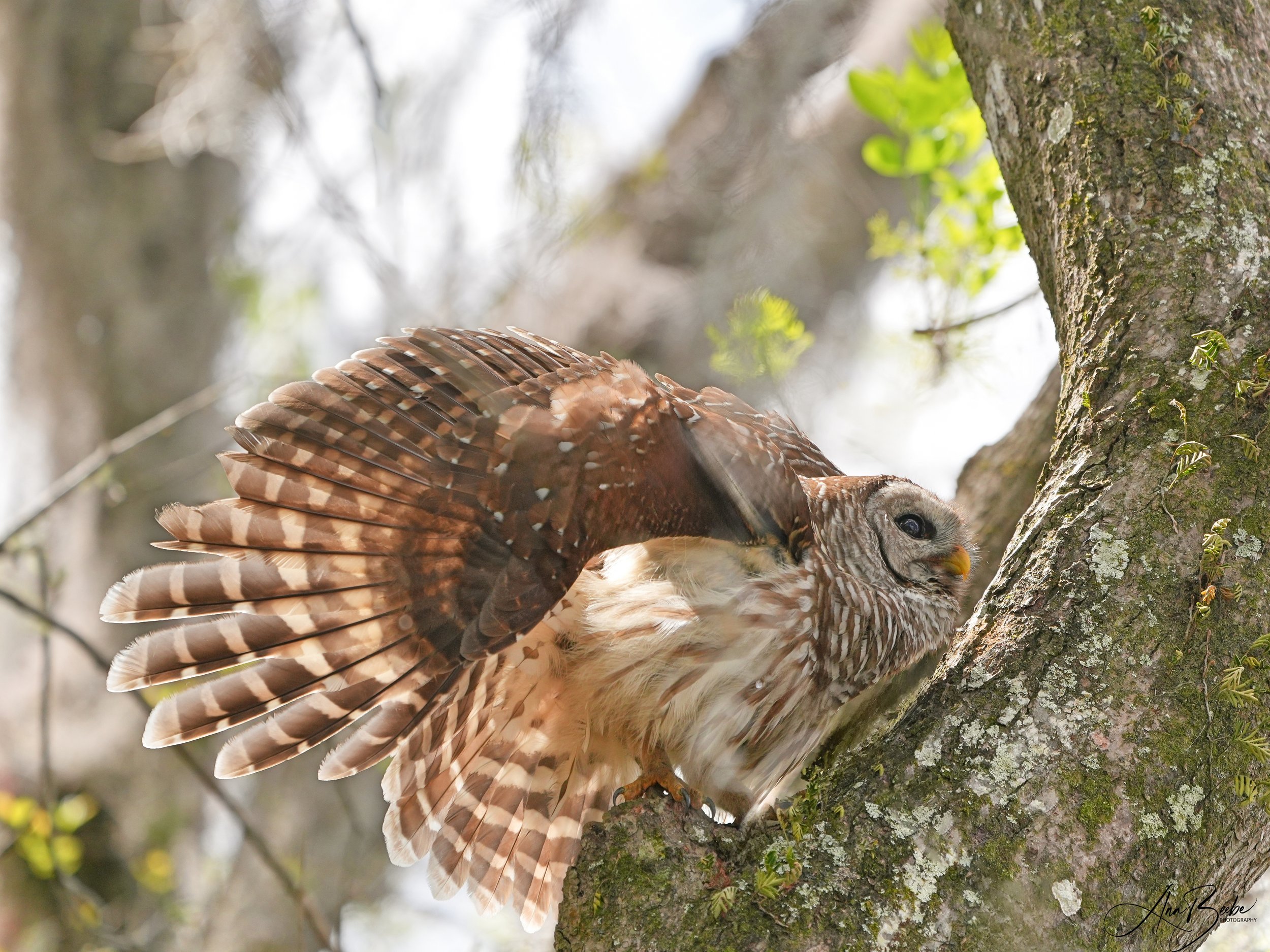 Barred Owl fluffed out - signed.jpg