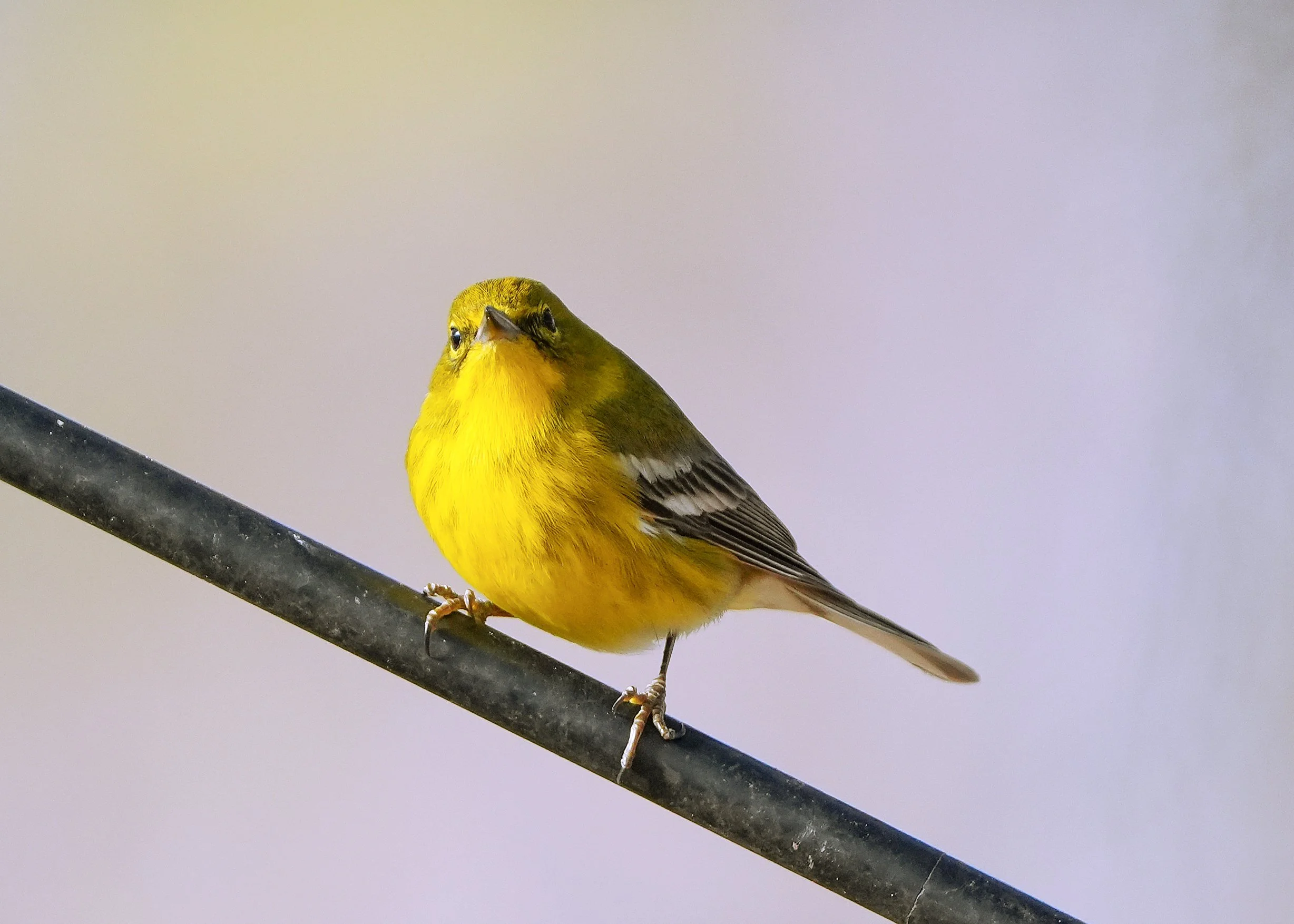 2026-1-18 - Pine Warbler.jpg